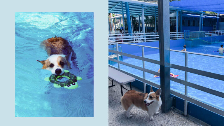 台北妙狗寵物游泳池｜Mi’lu的最愛游泳場地，舒適清澈的烏來山泉水，一票到底！