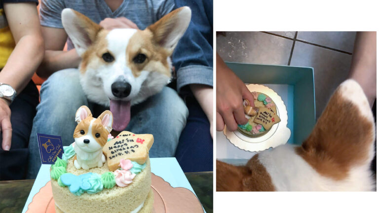 寵物狗狗客制蛋糕｜吉快樂寵物蛋糕屋，超Q蛋糕！訂購方式&開箱文，Mi’lu生日有蛋糕吃了！