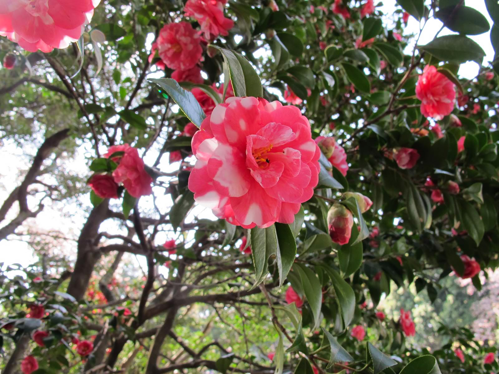 新宿御苑 四季均有不同美麗風景 全年最佳賞櫻 楓時間 導覽地圖 Miss Slow慢半拍小姐