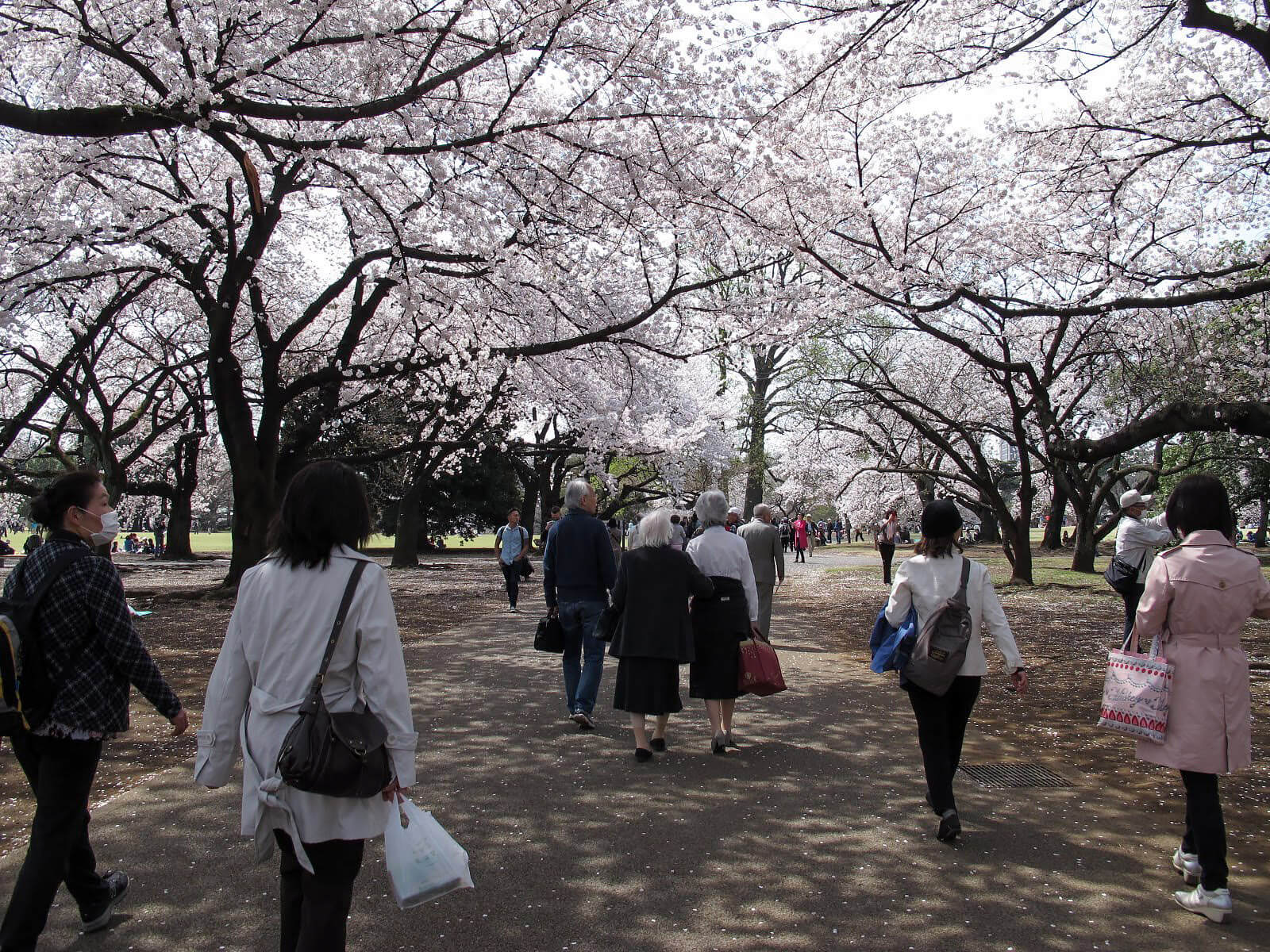 沿路櫻花樹