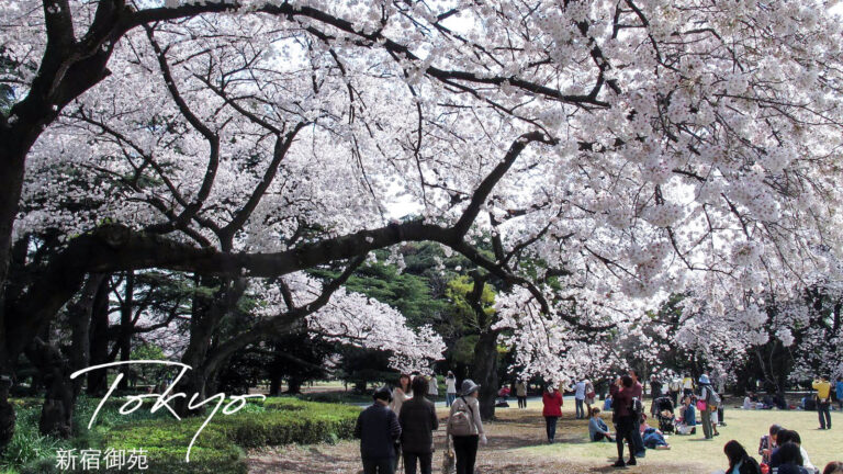 新宿御苑｜四季均有不同美麗風景，全年最佳賞櫻、楓時間&導覽地圖。