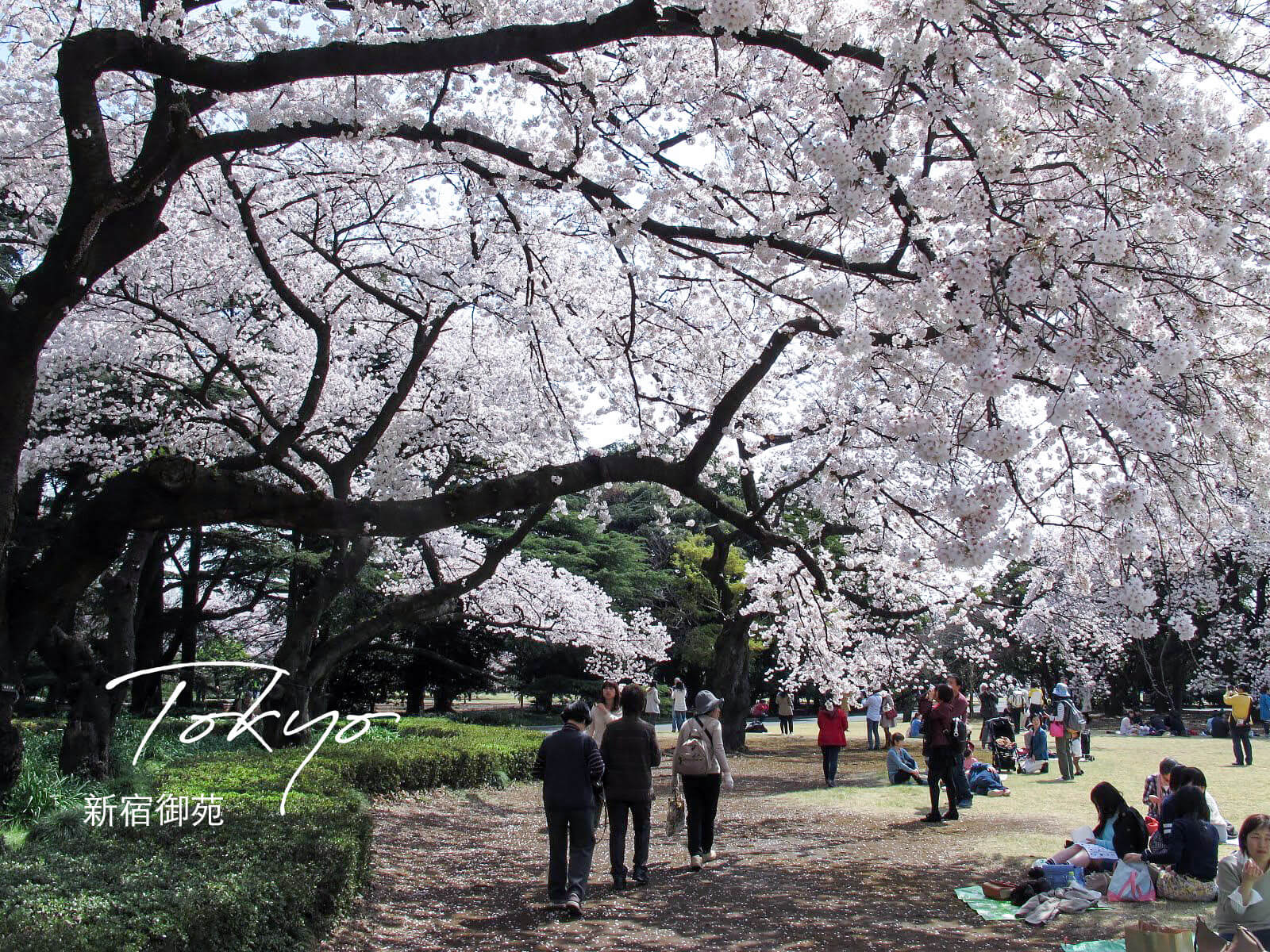 新宿御苑 四季均有不同美麗風景 全年最佳賞櫻 楓時間 導覽地圖 Miss Slow慢半拍小姐