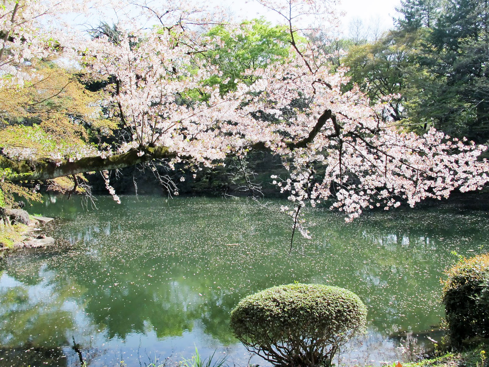 日本庭院