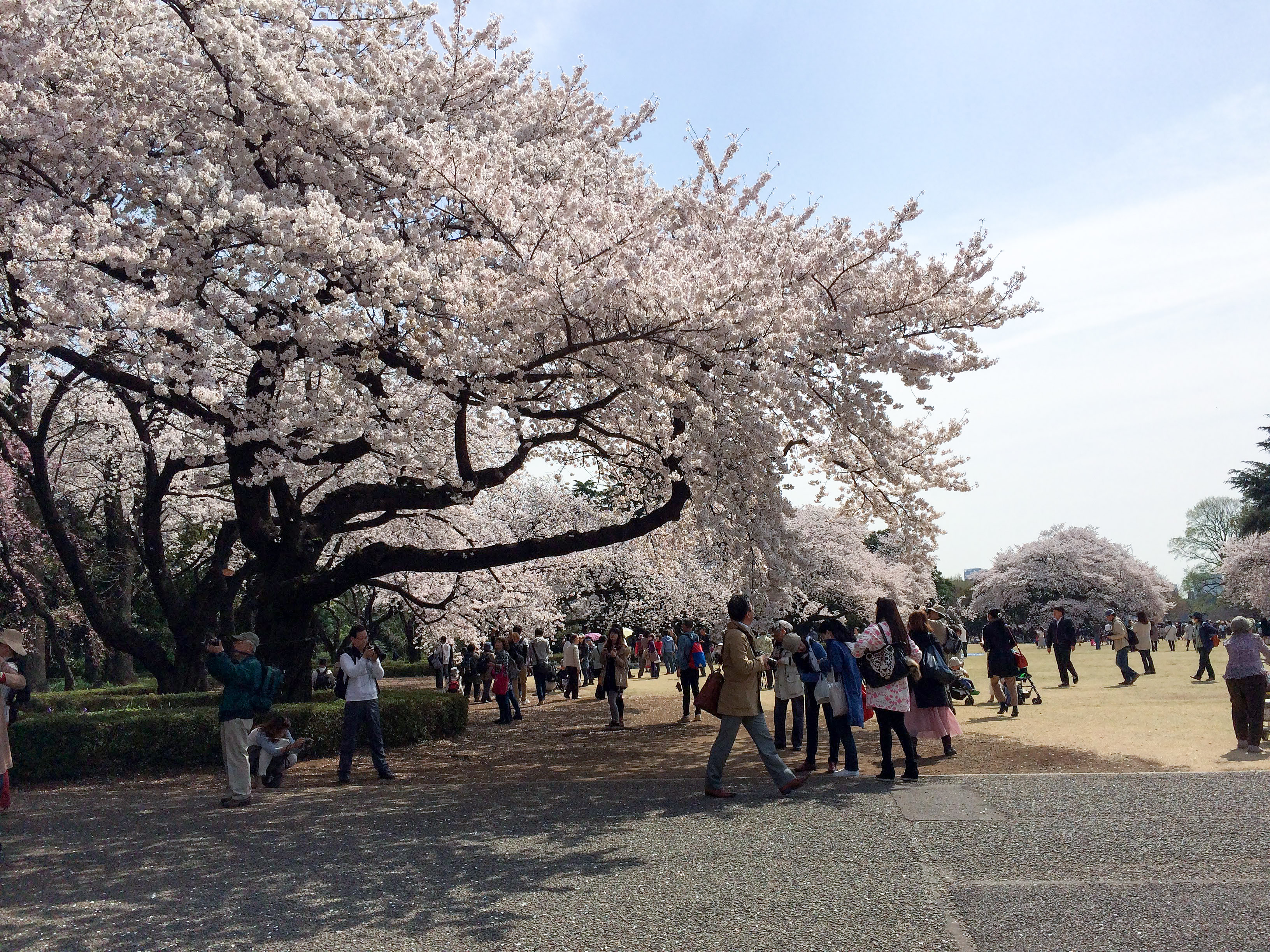 滿櫻花樹