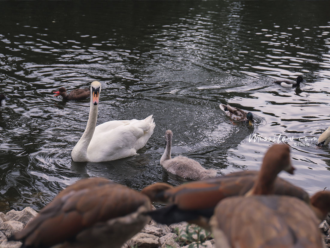 邱園Kew Gardens:池塘天鵝
