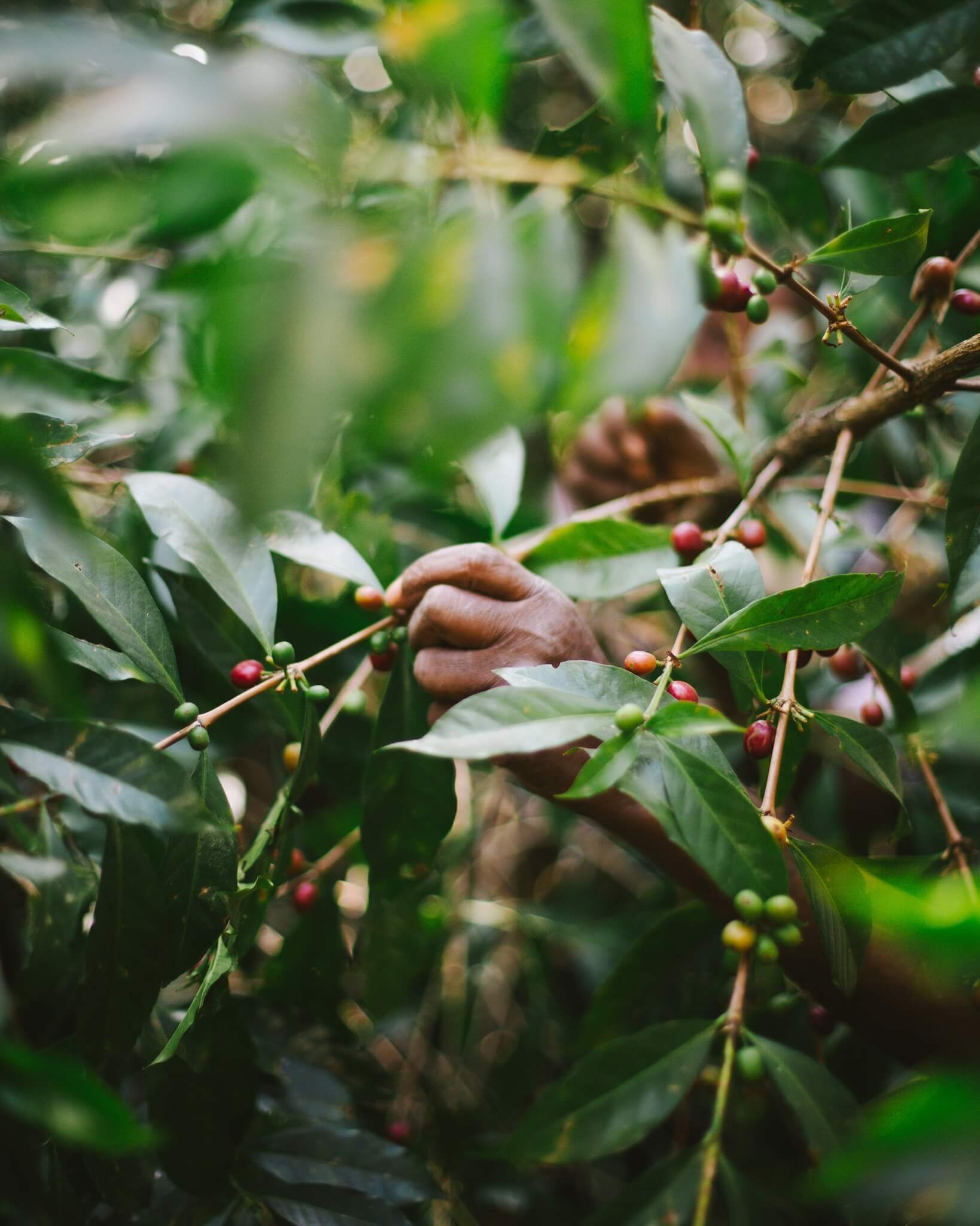 倫敦咖啡推薦Origin Coffee Roasters