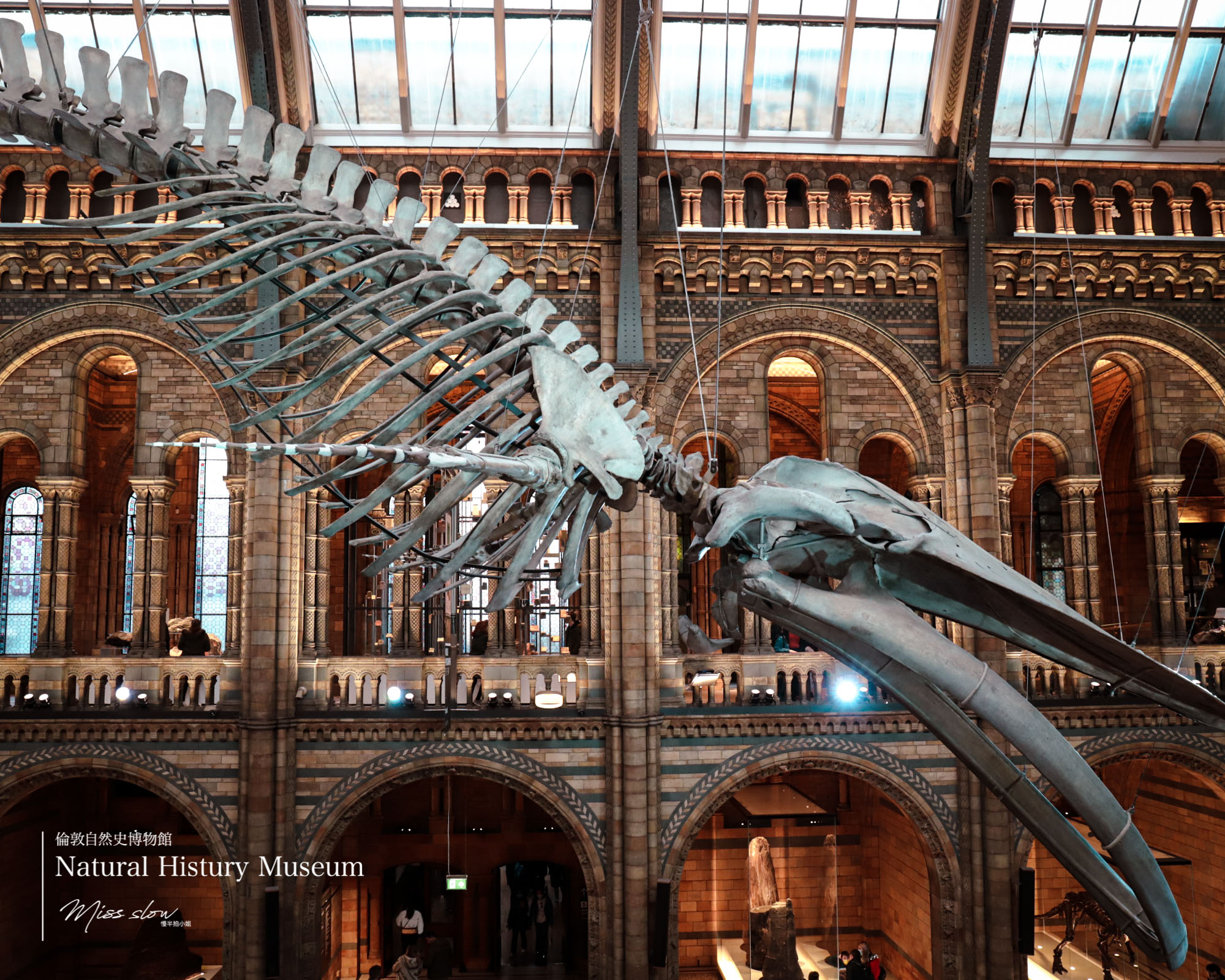 倫敦自然史博物館藍鯨化石