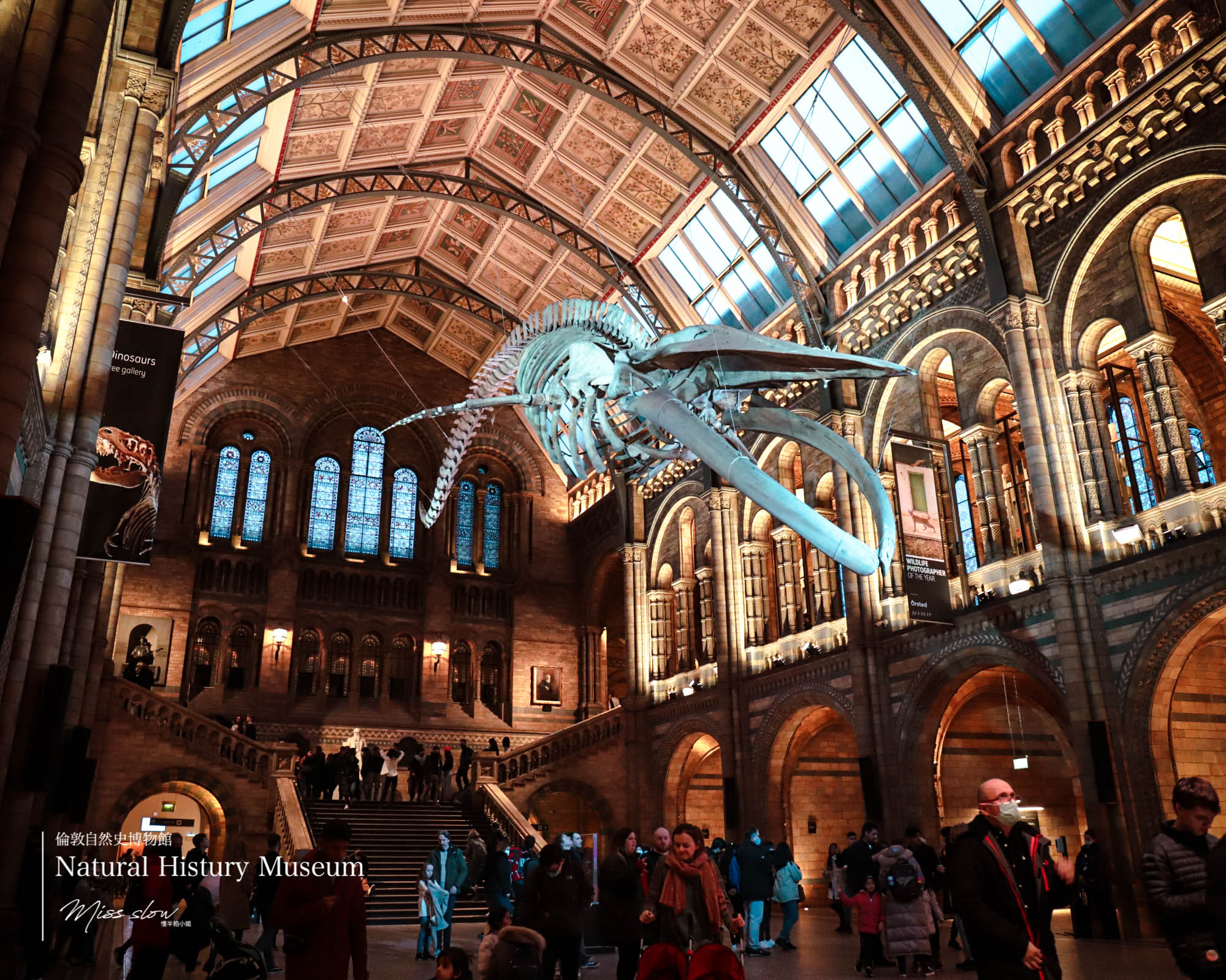 倫敦自然史博物館藍鯨化石