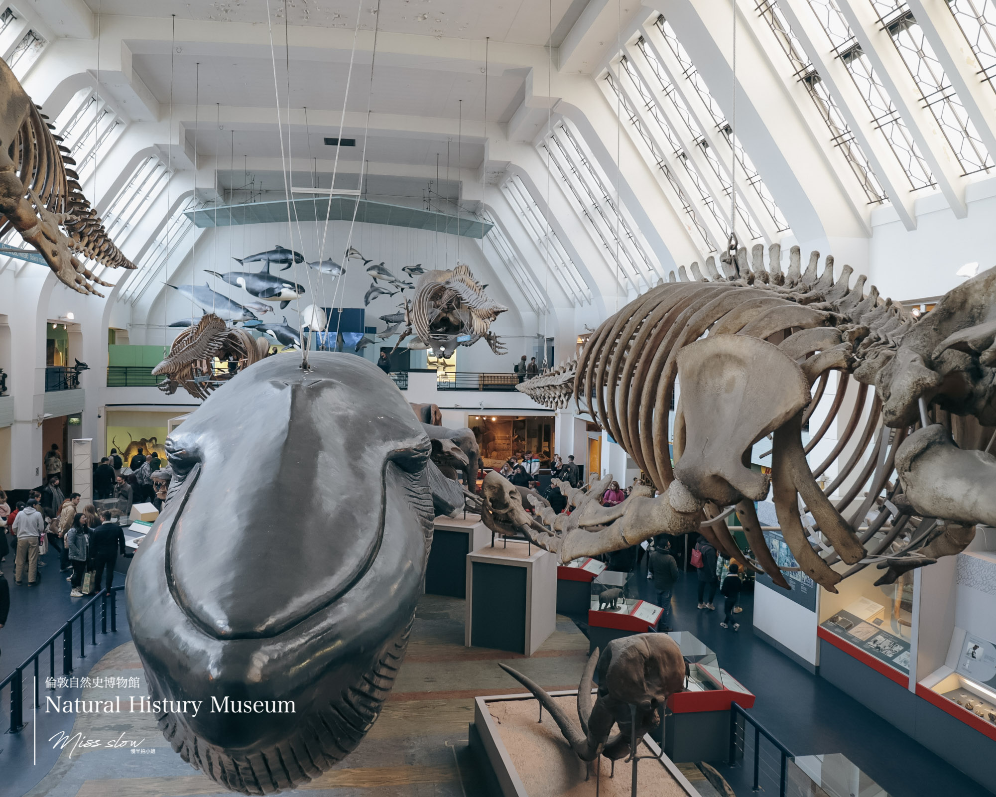 倫敦自然史博物館-哺乳動物館