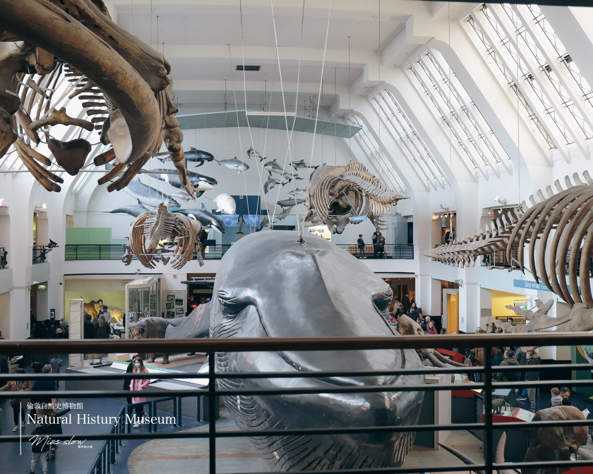 倫敦自然史博物館-哺乳動物館