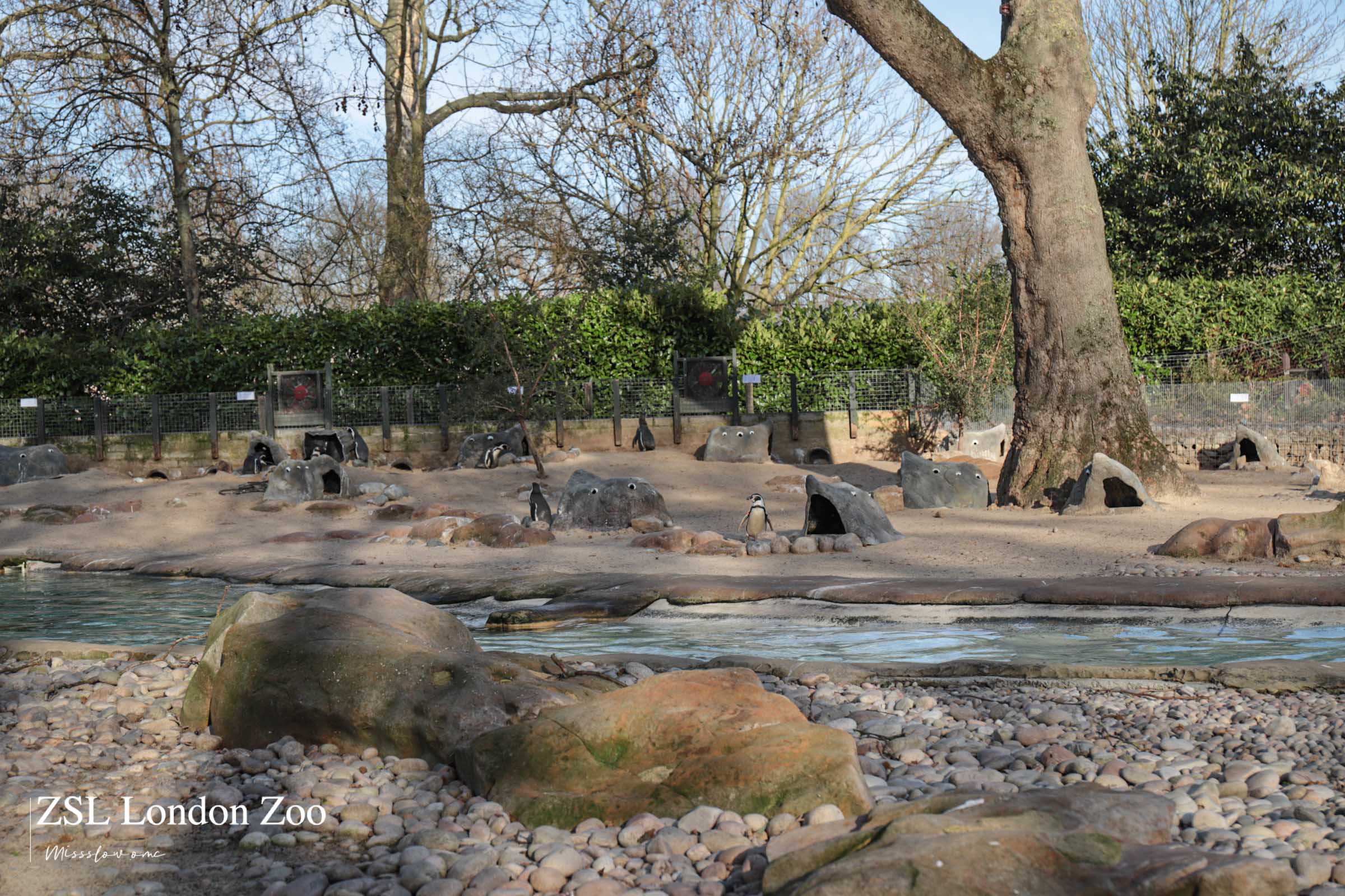 倫敦動物園-企鵝館
