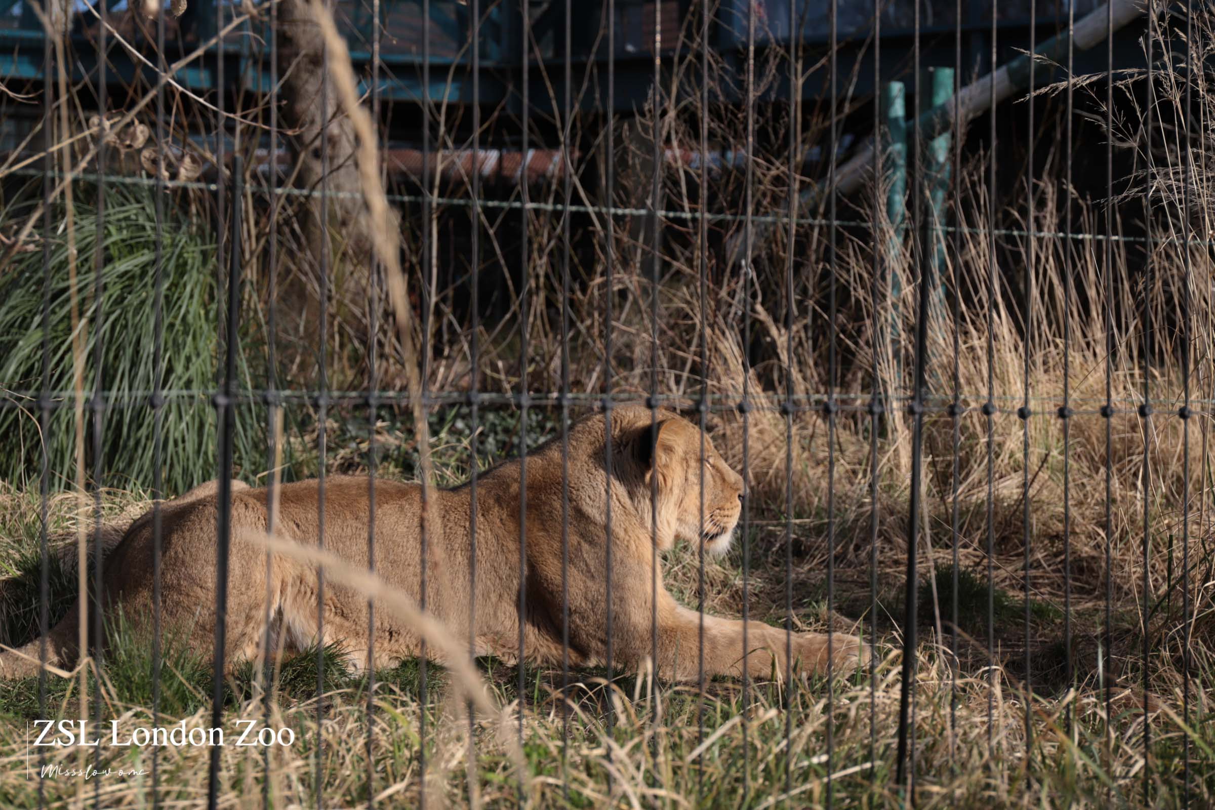 倫敦動物園-獅子
