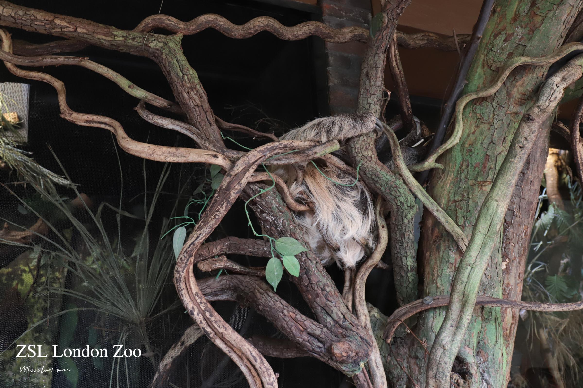 倫敦動物園-熱帶雨林區樹懶