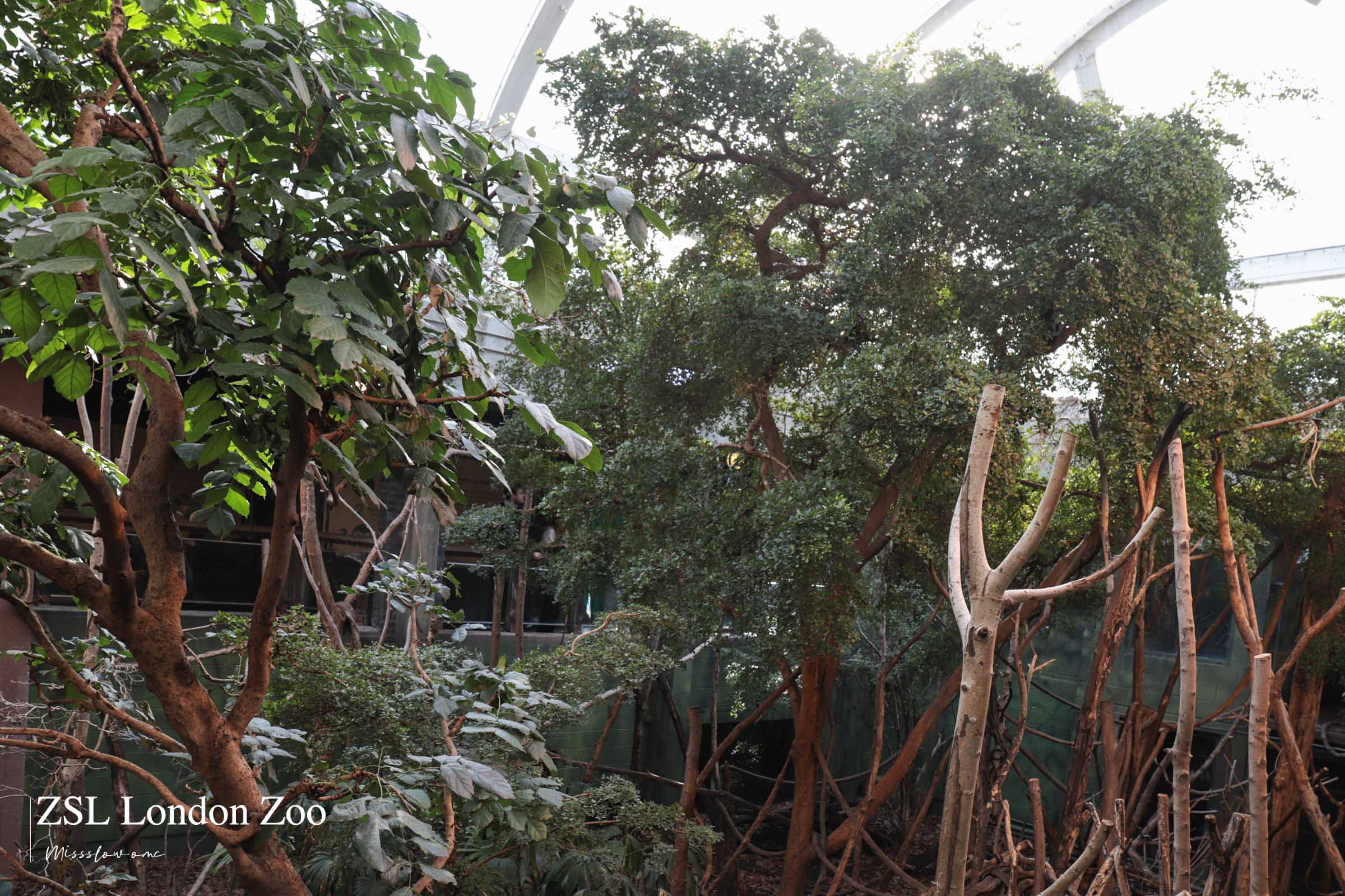 倫敦動物園-熱帶雨林區