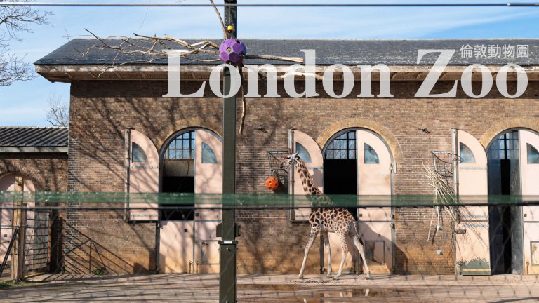 倫敦動物園London Zoo｜超好玩的動物園！超多無關籠動物館，近距離接觸可愛動物