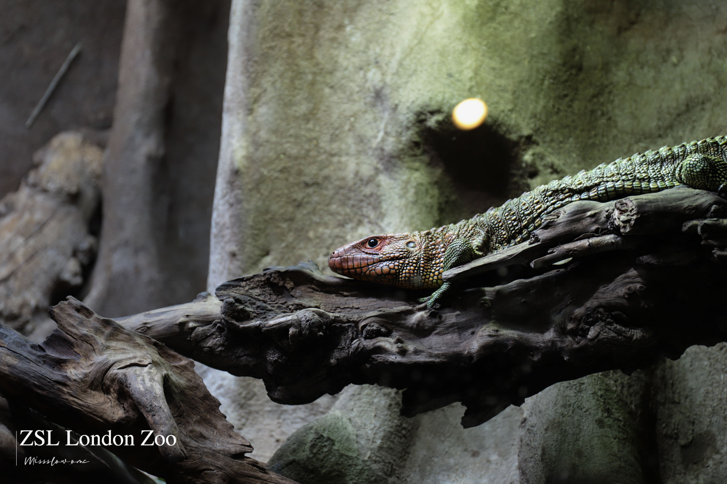 倫敦動物園-兩棲動物爬蟲館 Reptile House