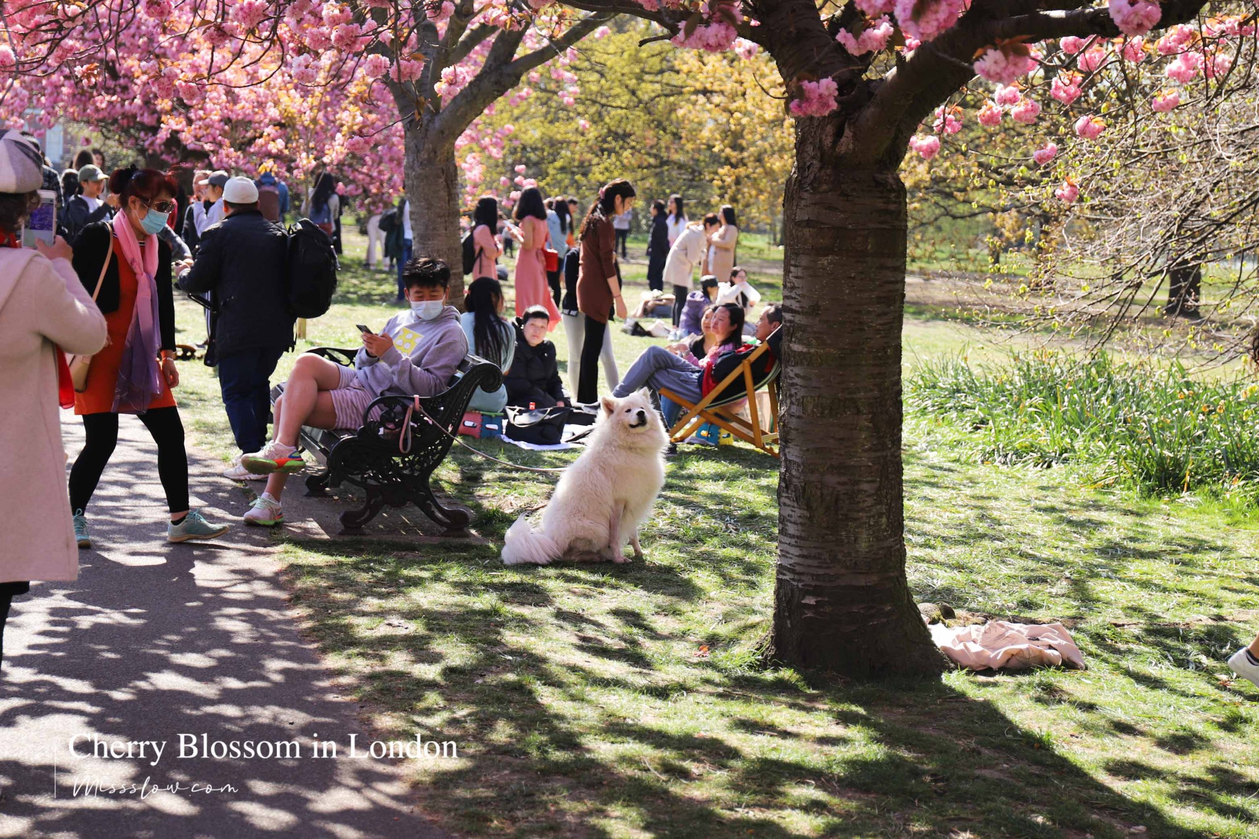 倫敦櫻花-格林威治公園