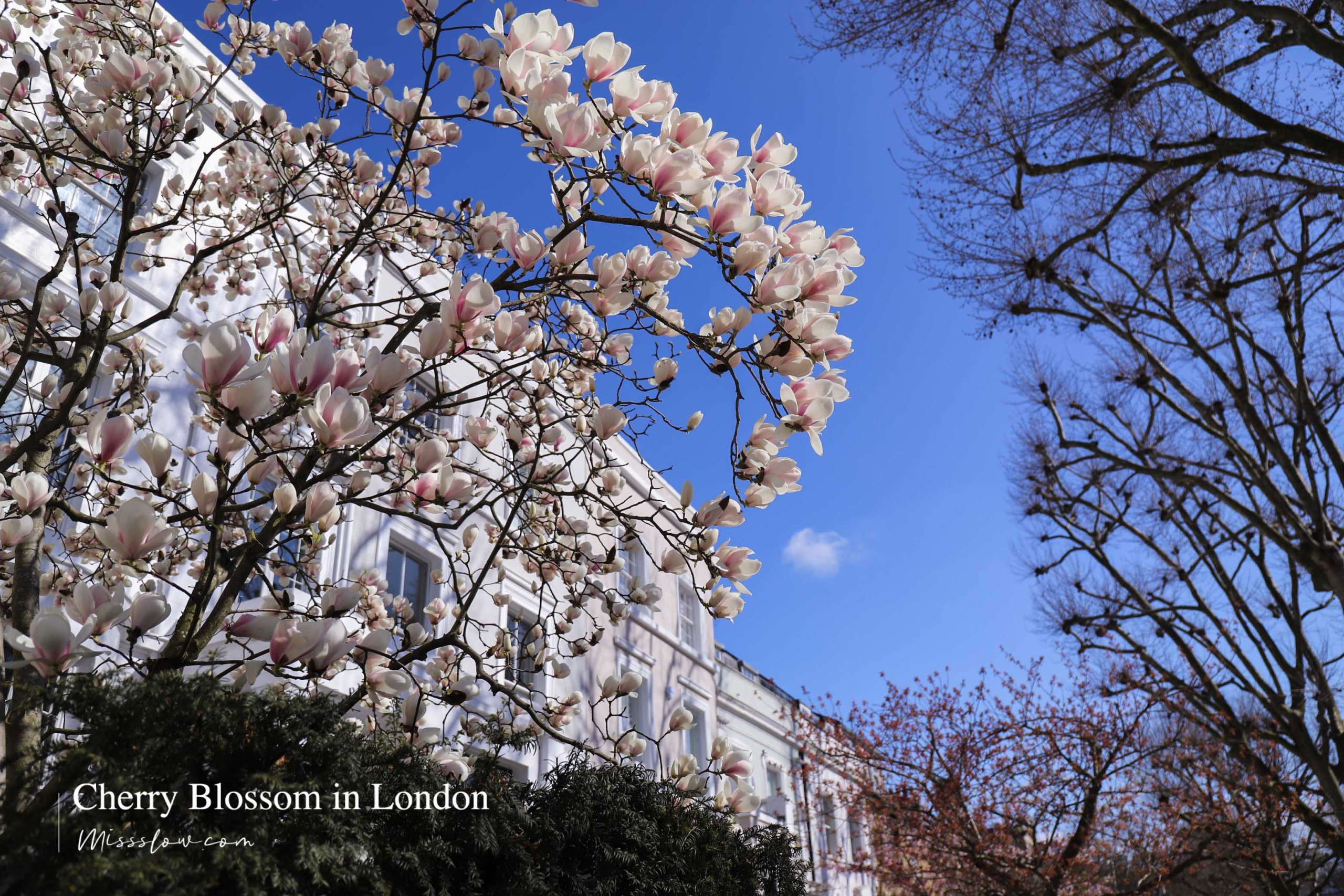 倫敦櫻花_Magnolias