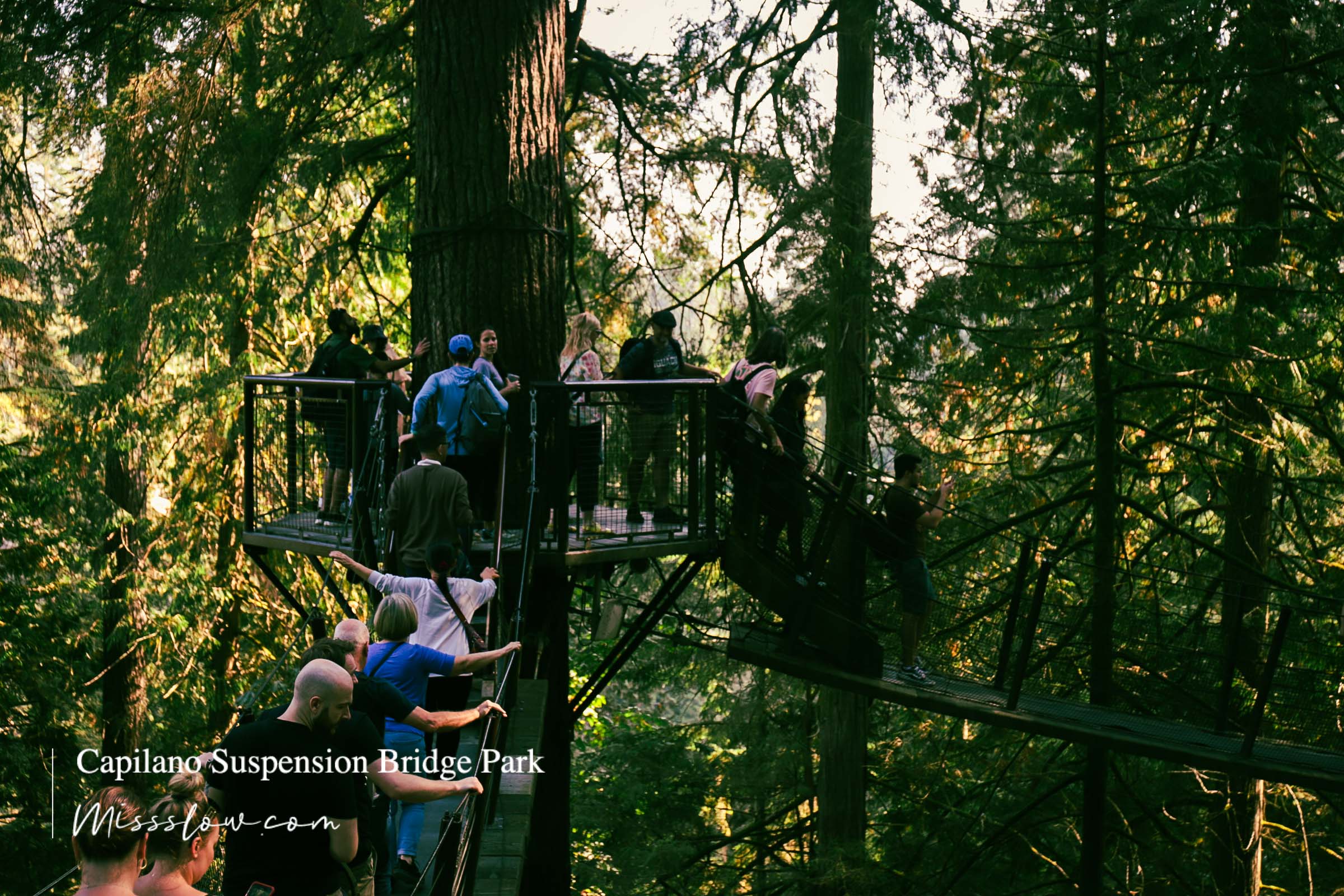 卡皮拉諾吊橋 The Suspension Bridge-Treetops Adventure