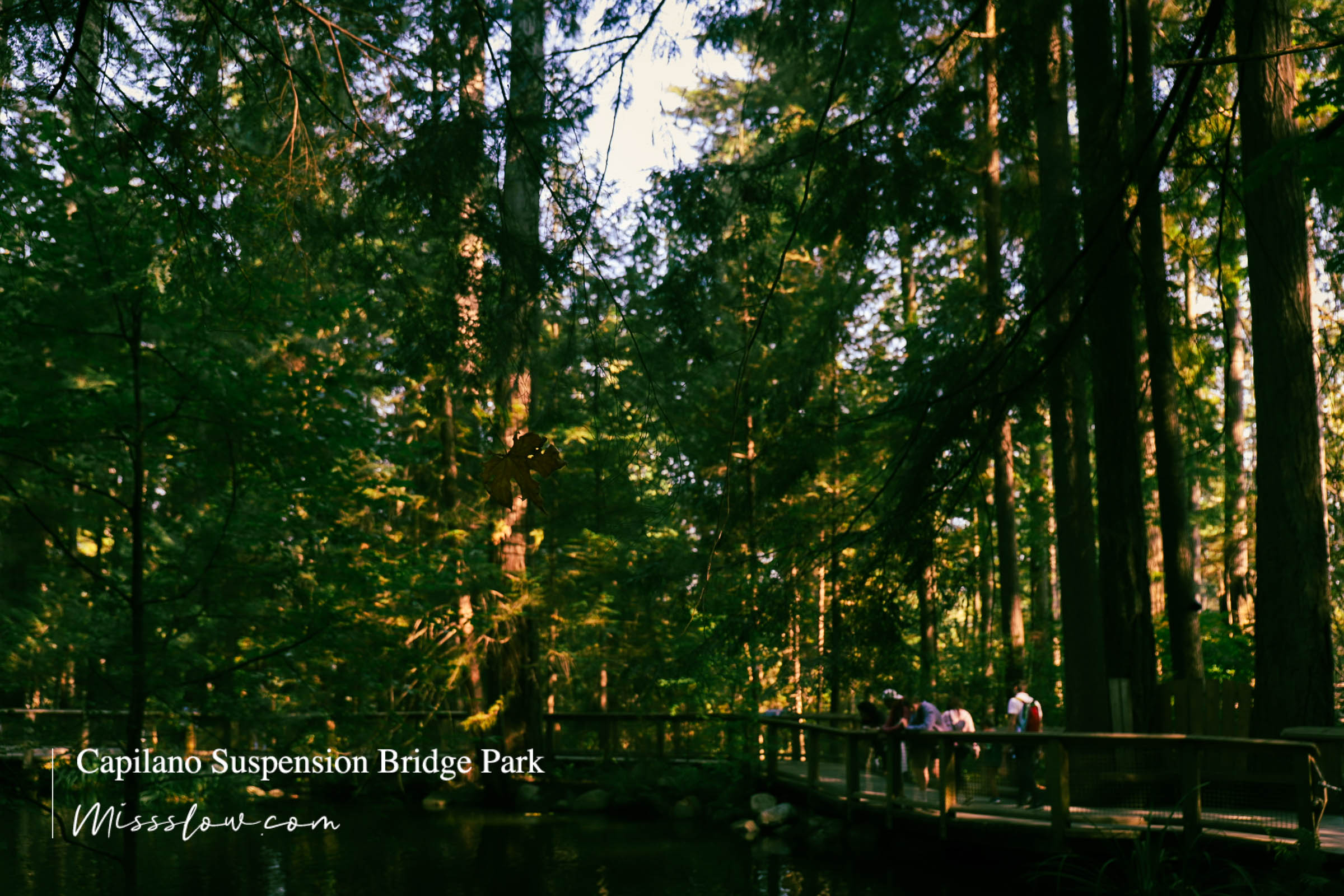 卡皮拉諾吊橋 The Suspension Bridge-森林步道