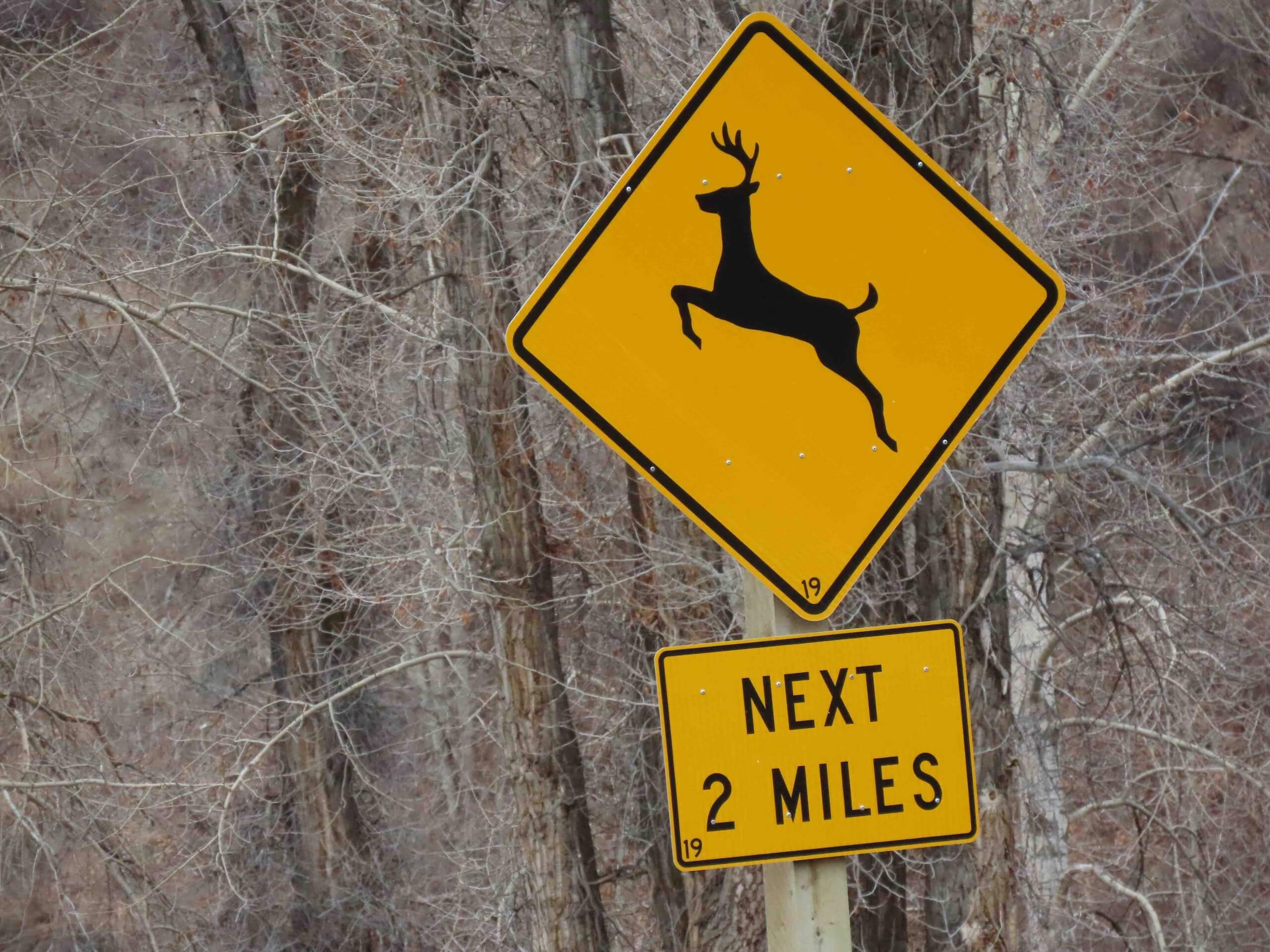 美國開車規則的注意標誌 Deer Crossing
