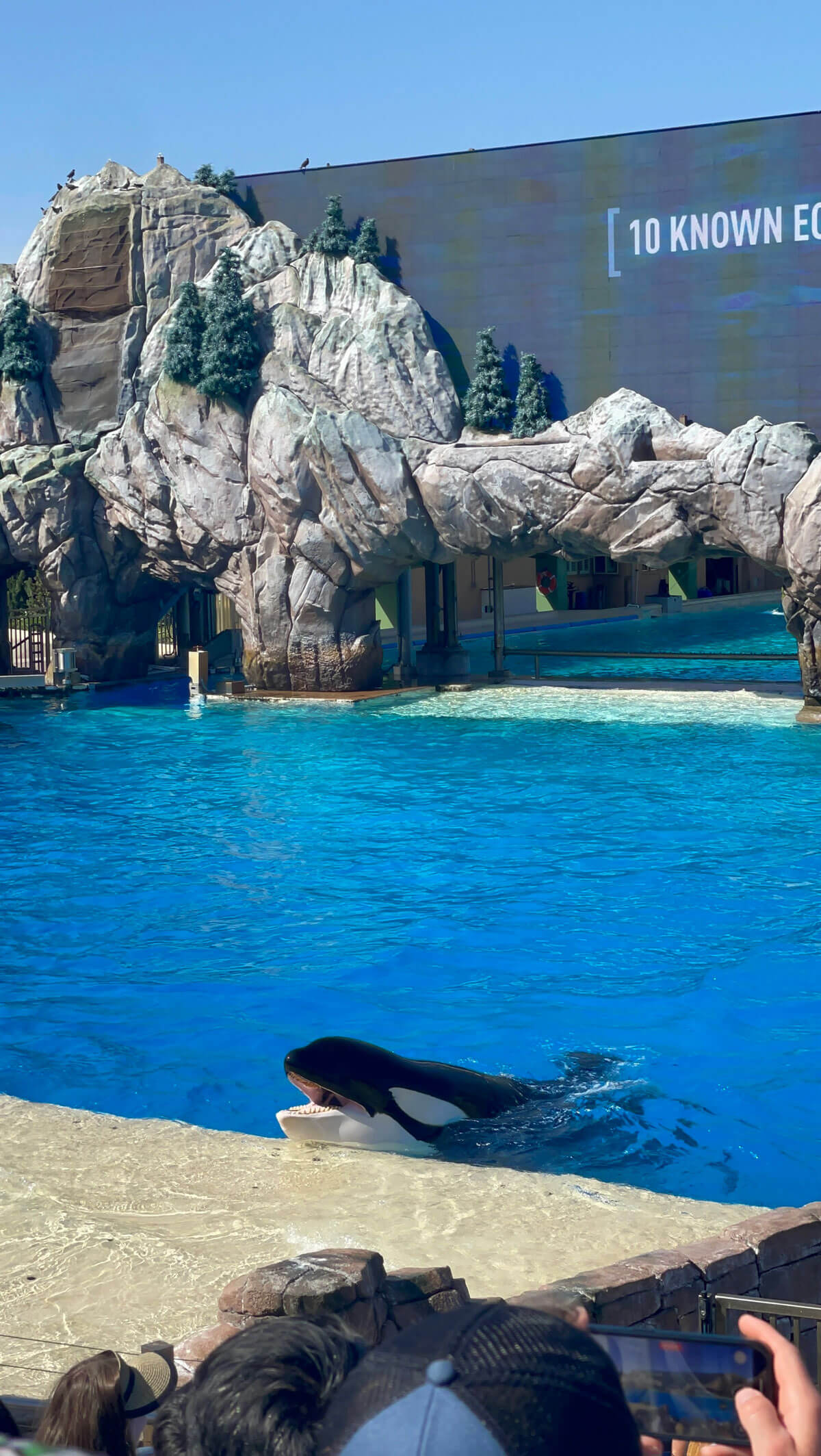 聖地牙哥海洋世界orca演出