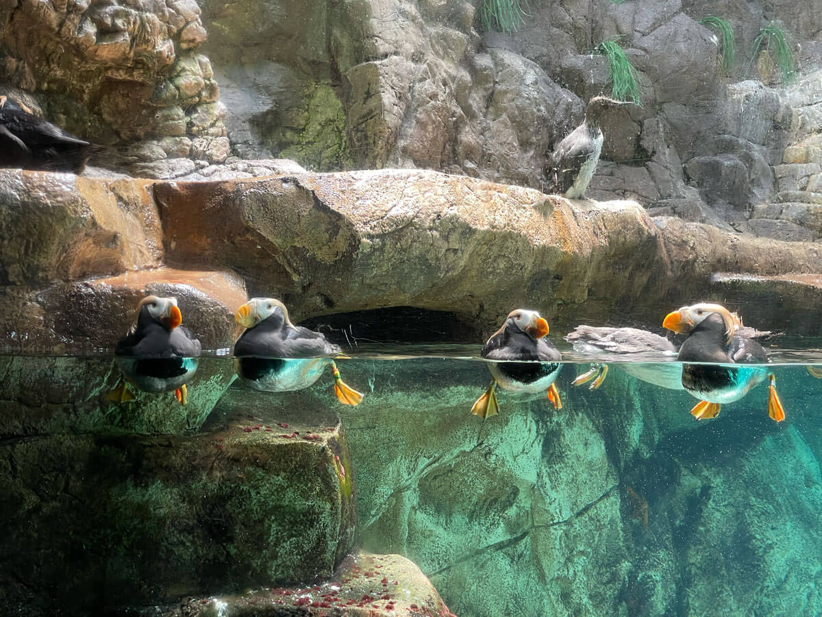 聖地牙哥海洋世界puffins