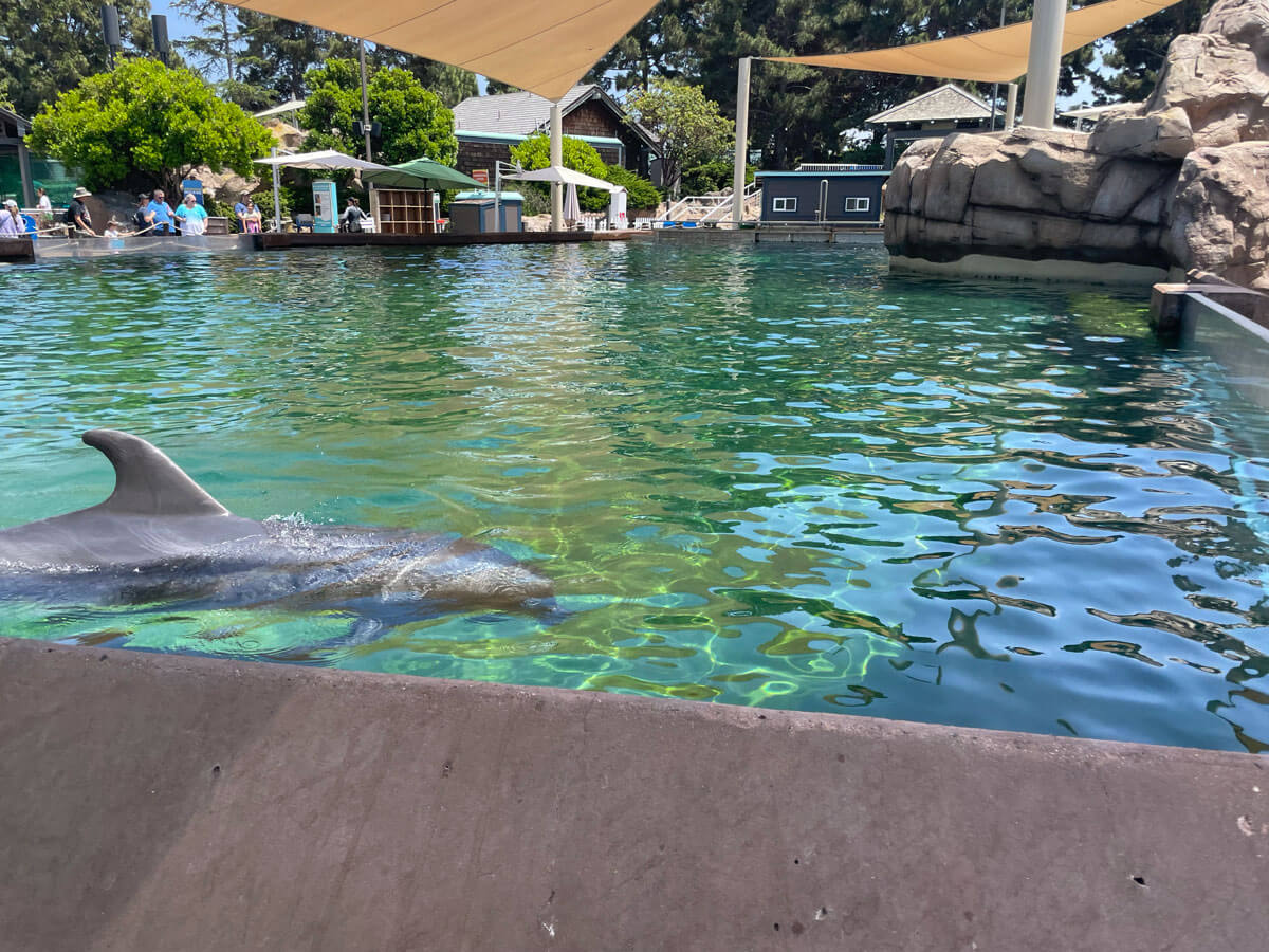 聖地牙哥海洋世界海豚Dolphin-Point