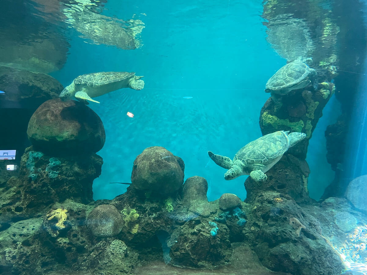 聖地牙哥海洋世界海龜turtle-reef