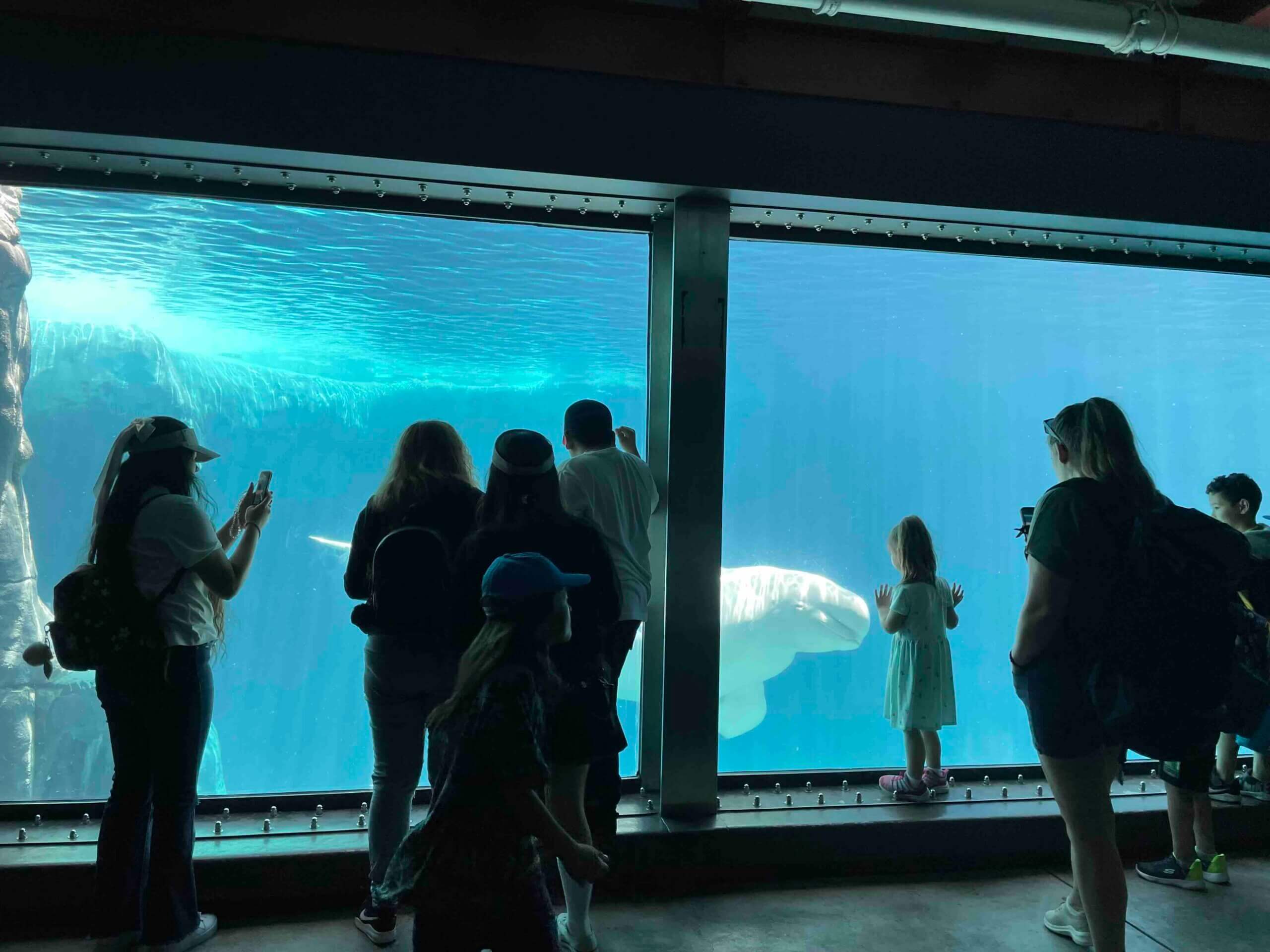 聖地牙哥海洋世界白鯨觀賞