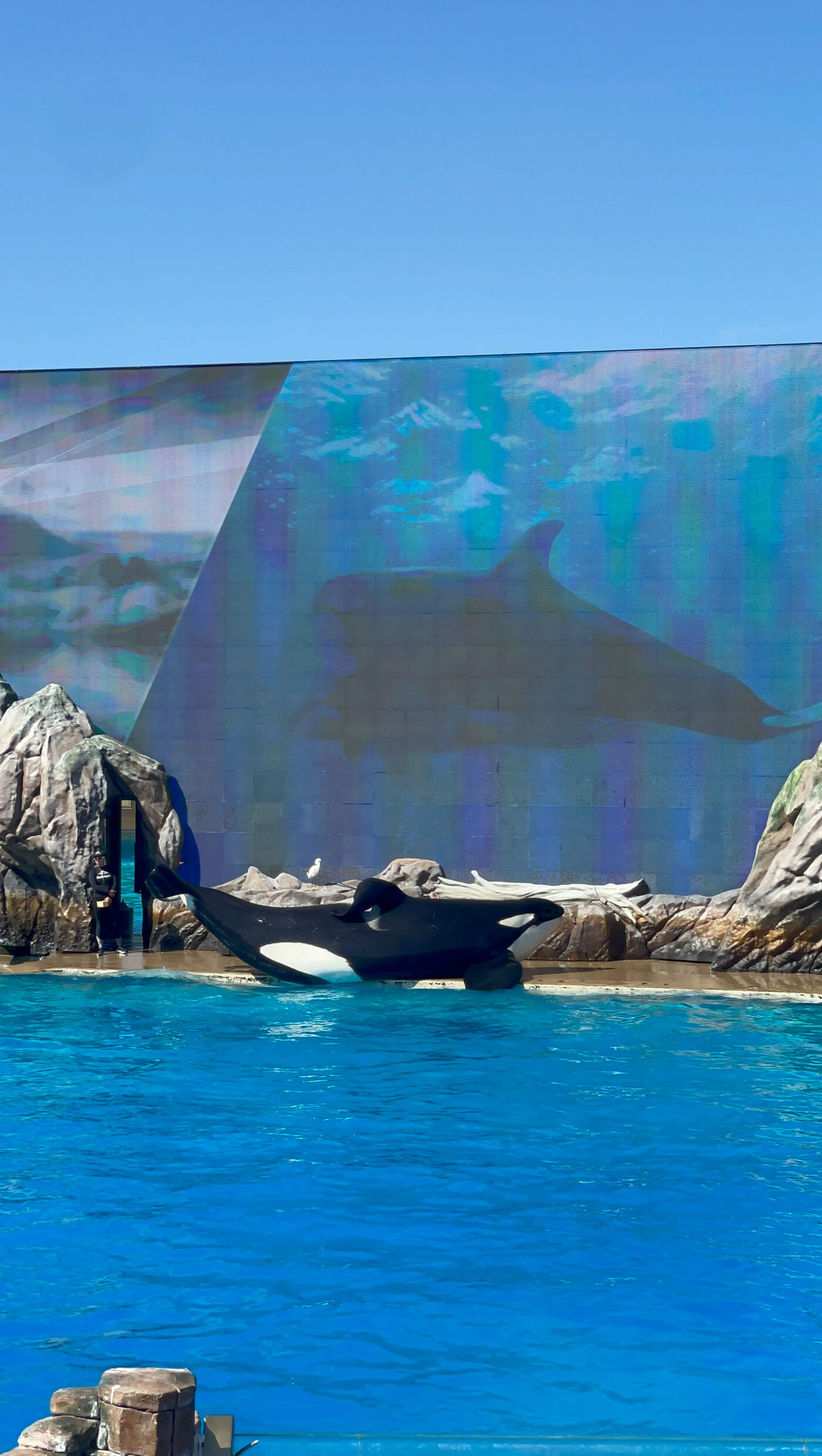 聖地牙哥海洋世界虎鯨演出