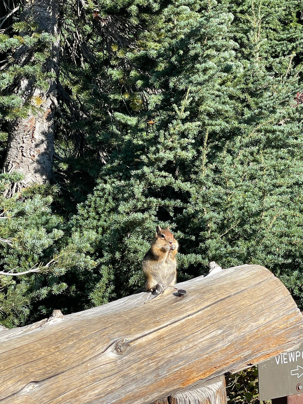 雷尼爾國家公園內野生花栗鼠