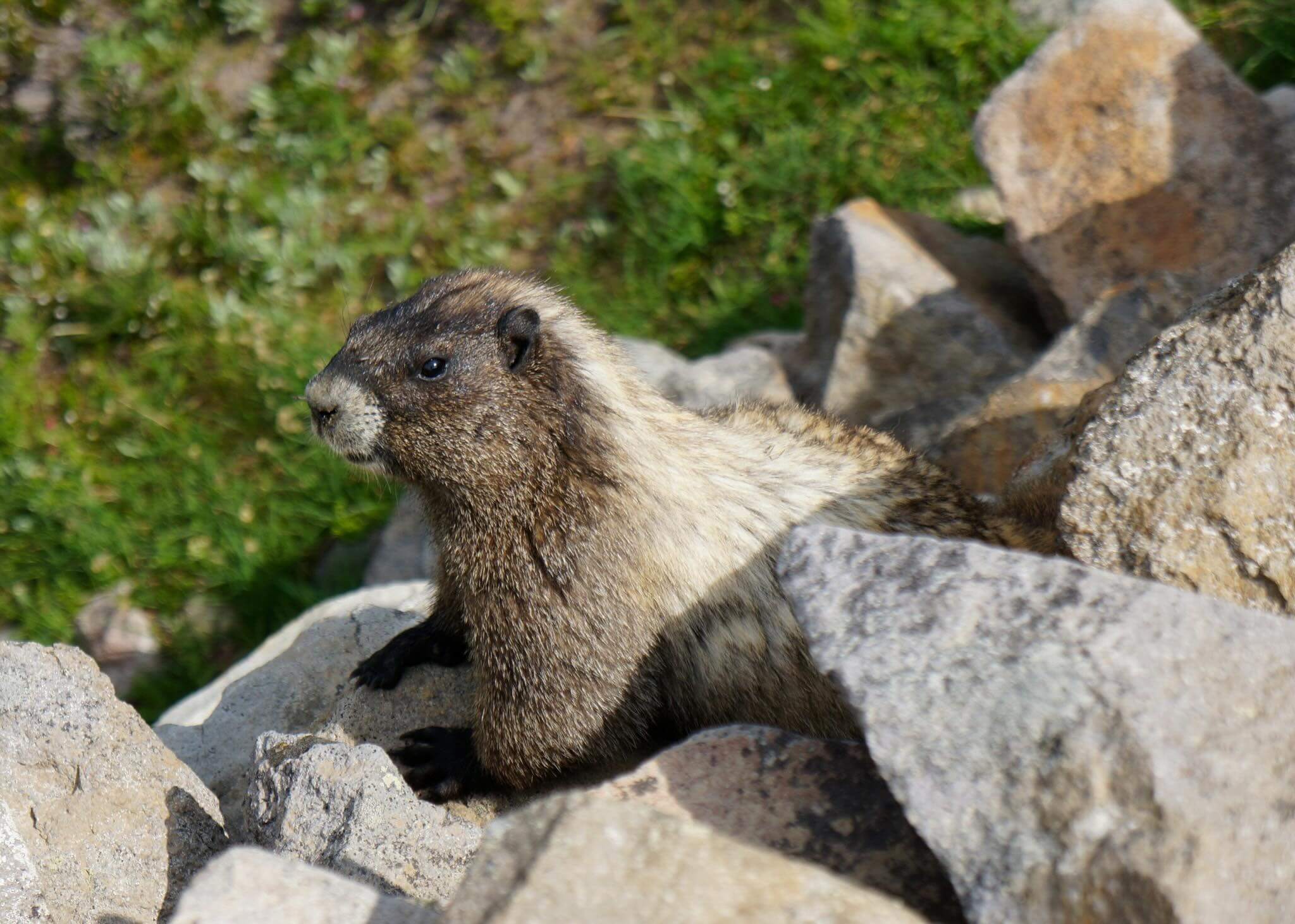雷尼爾國家公園內的野生土撥鼠