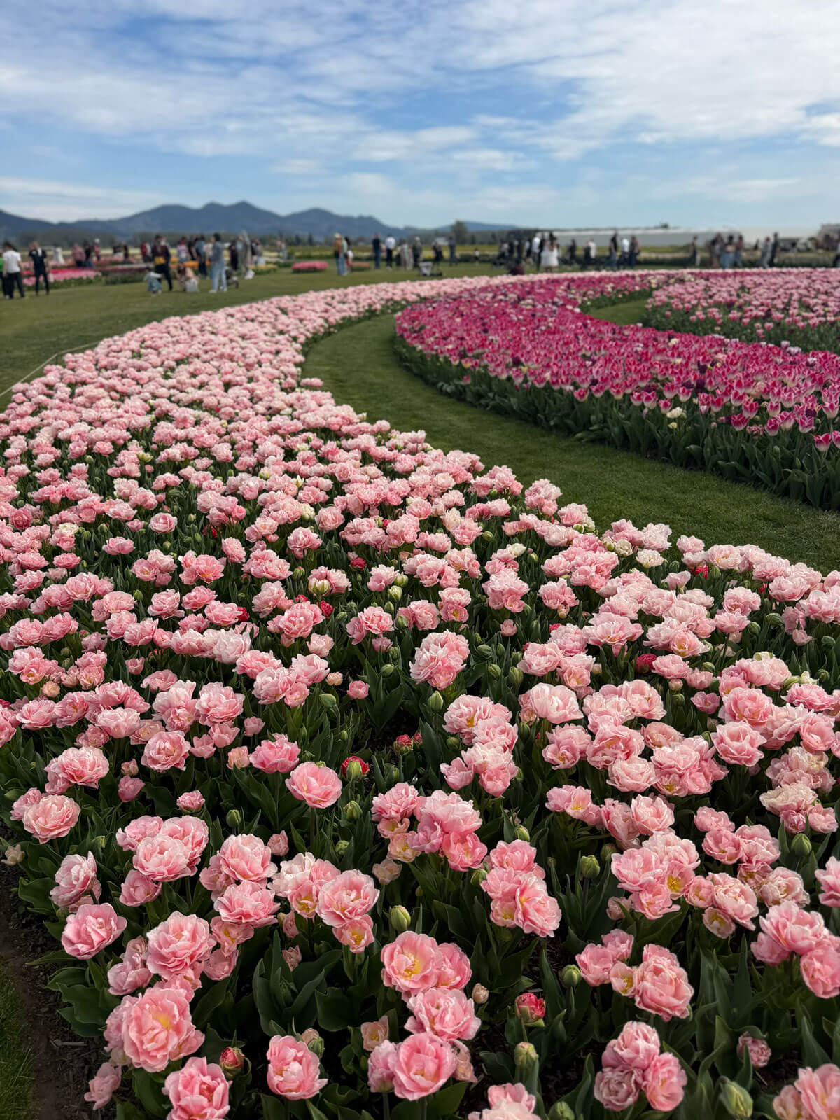 西雅圖鬱金香RoozenGaarde 展示花園的粉紅色重瓣鬱金香 Double Tulip 品種大面積拍攝