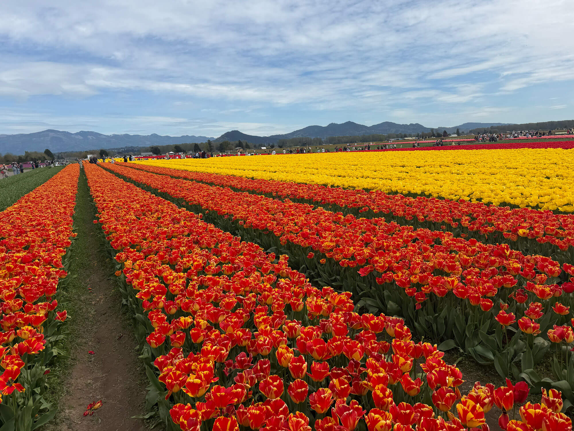西雅圖鬱金香花田天際線山脈景色
