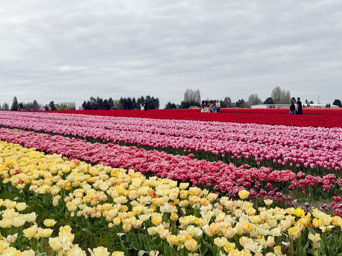 西雅圖鬱金香花田重辦鬱金香