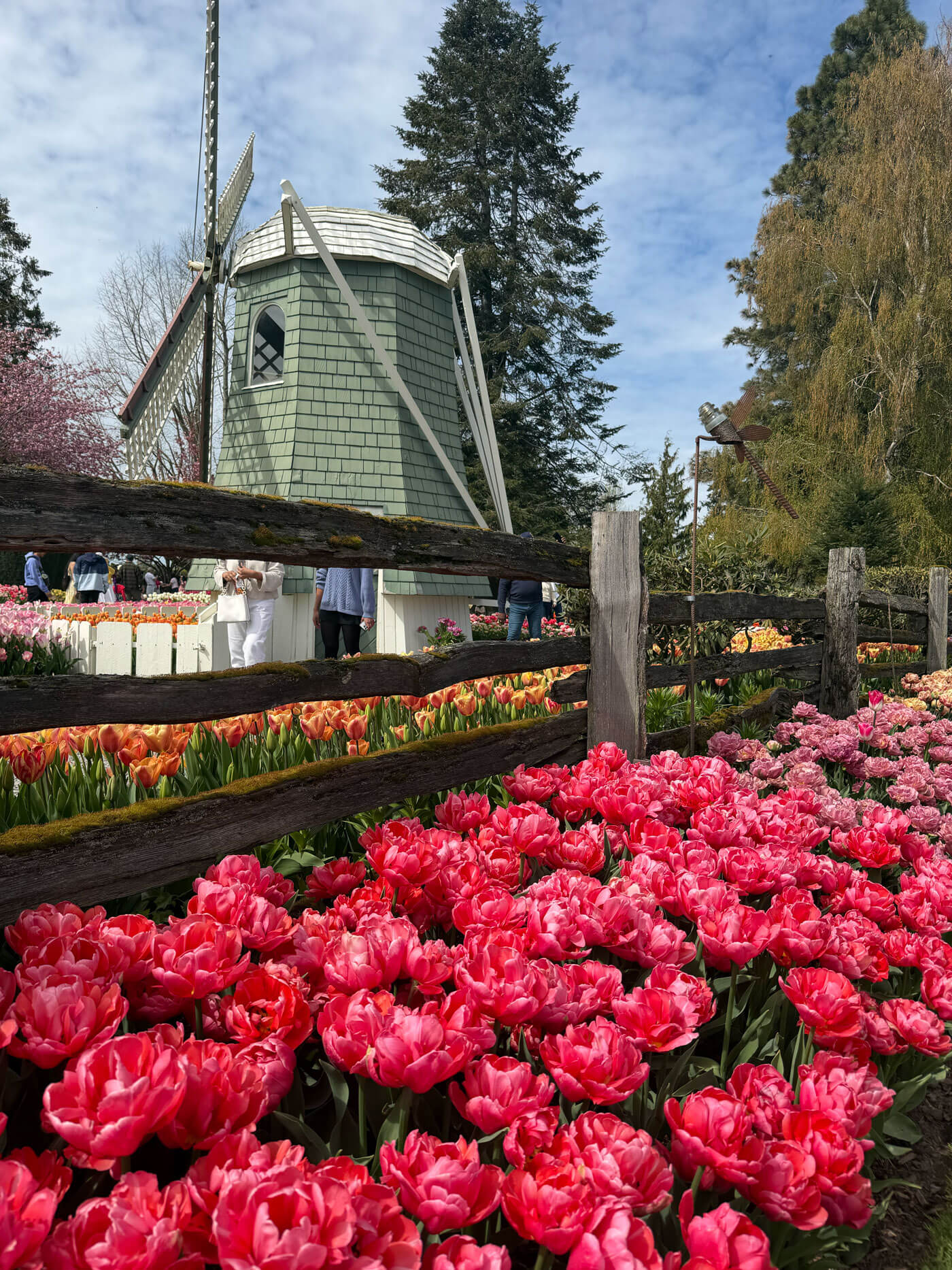 西雅圖鬱金香季｜RoozenGaarde的風車必拍點