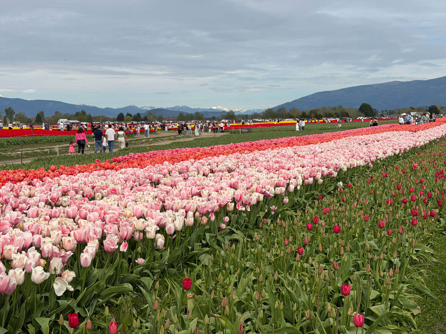 西雅圖鬱金香花田