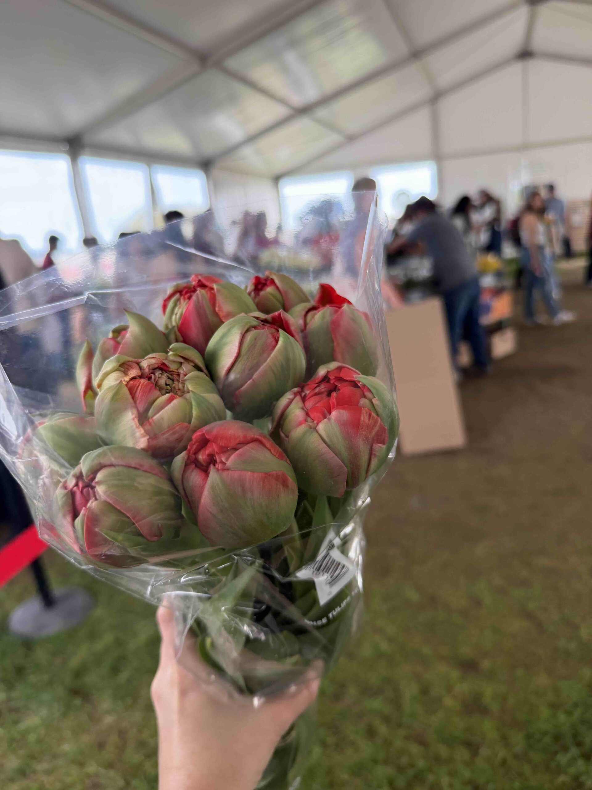 從鬱金香花田買鮮花回去