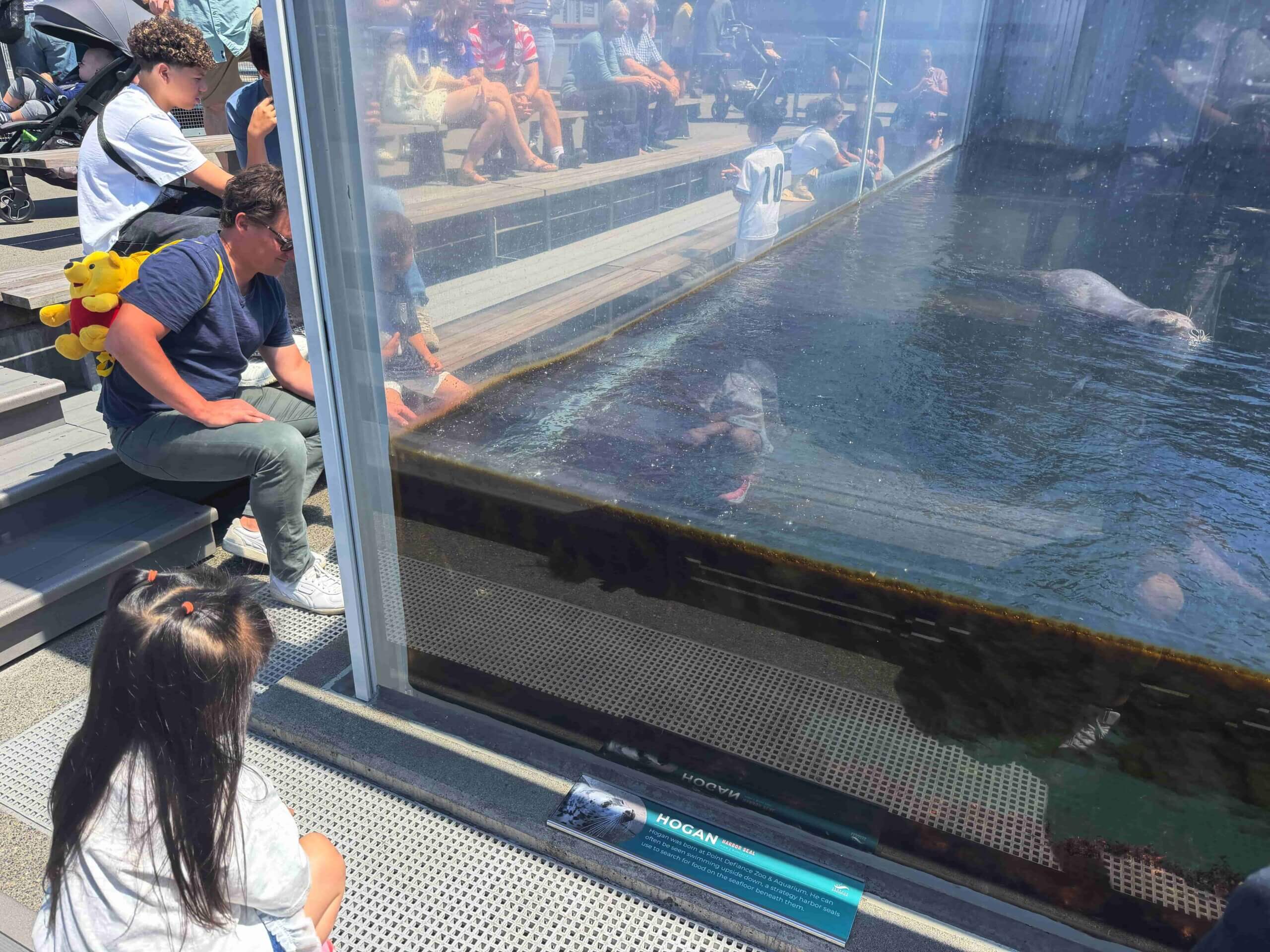 西雅圖水族館半露天海豹展區