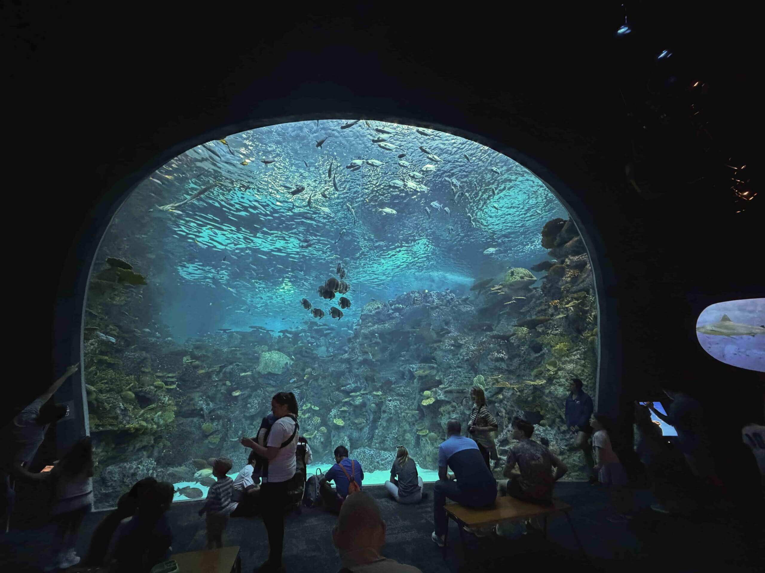 西雅圖水族館 the reef