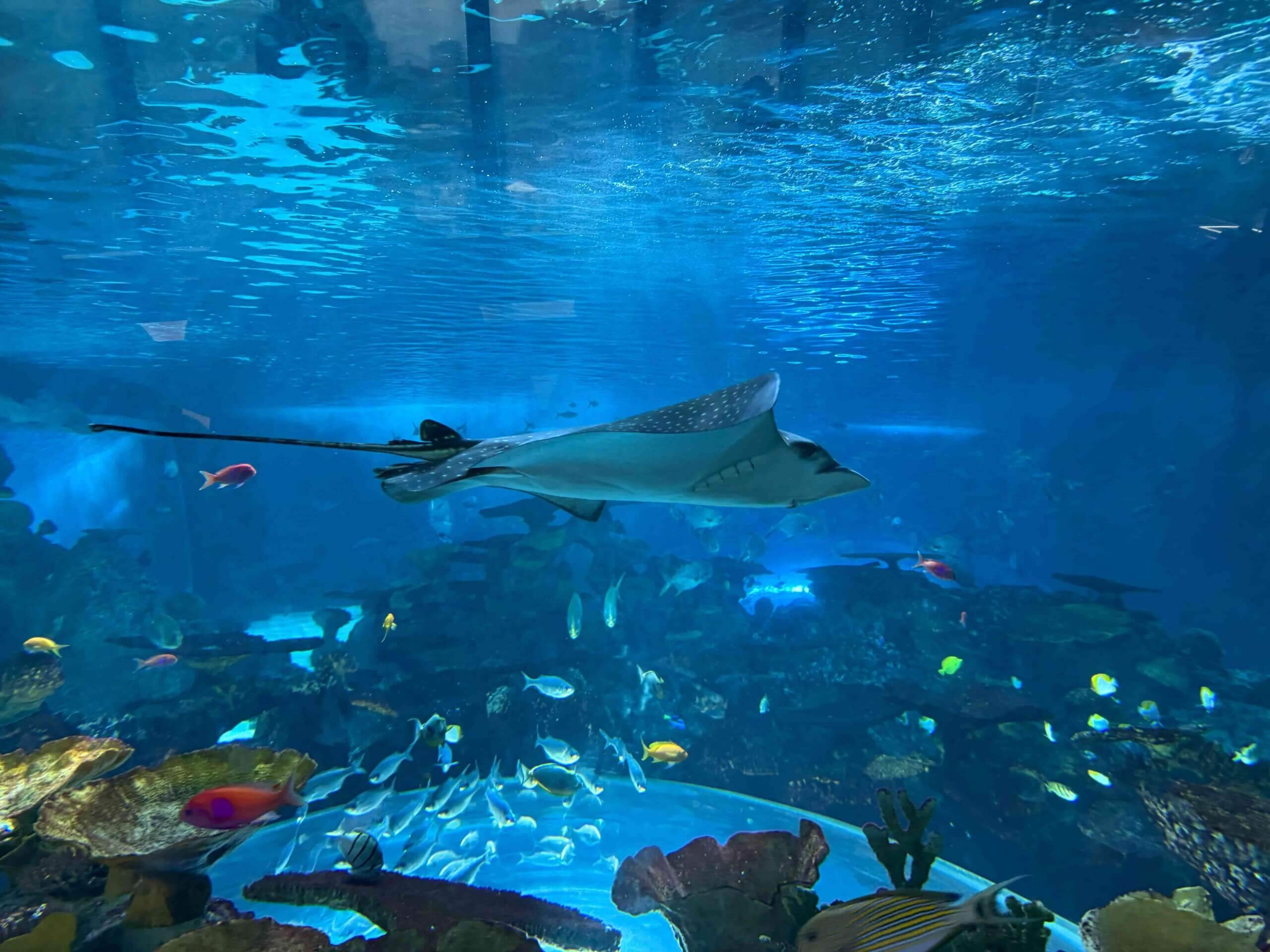西雅圖水族館新館珊瑚礁展區