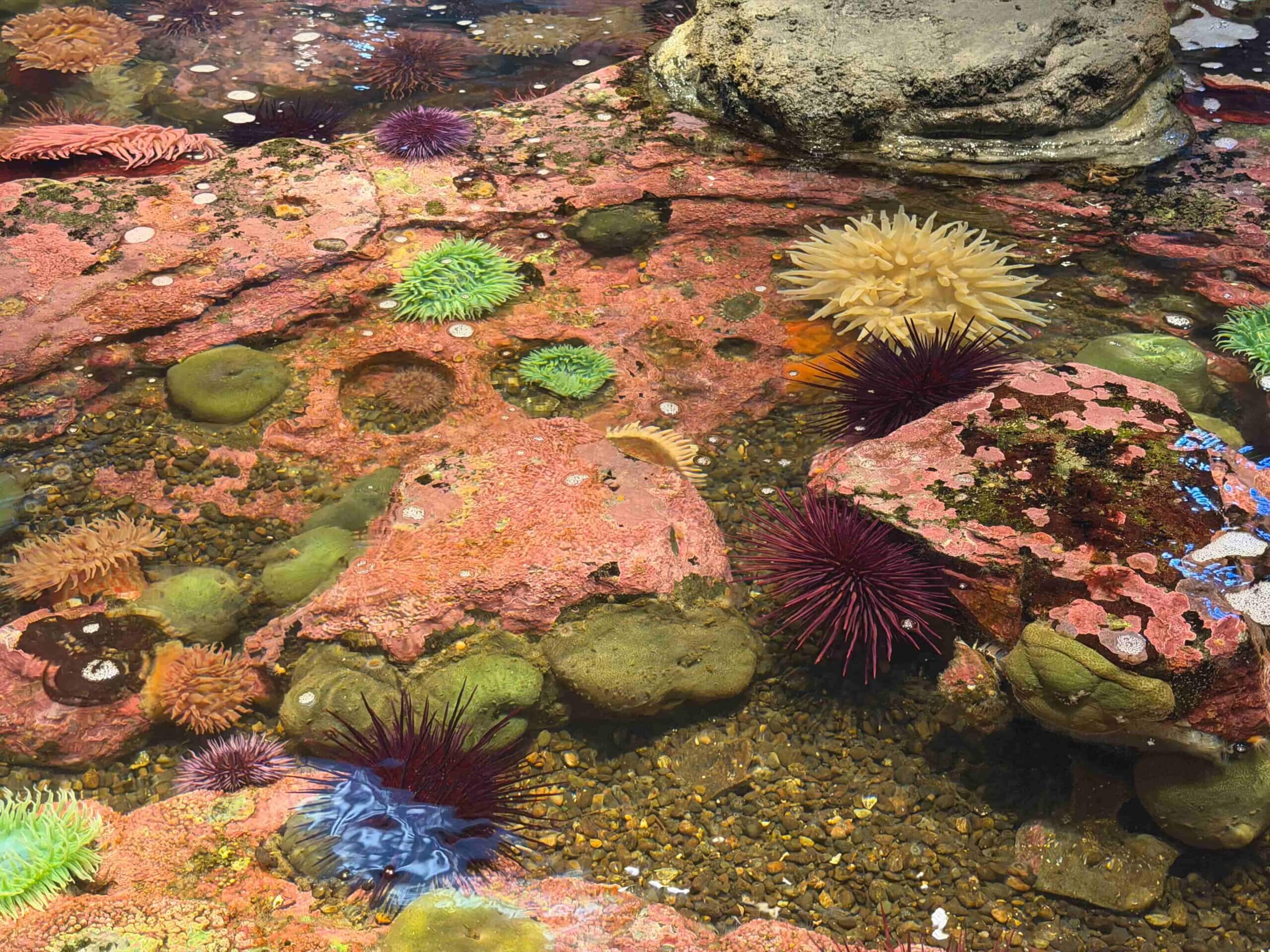 西雅圖水族館的觸摸池