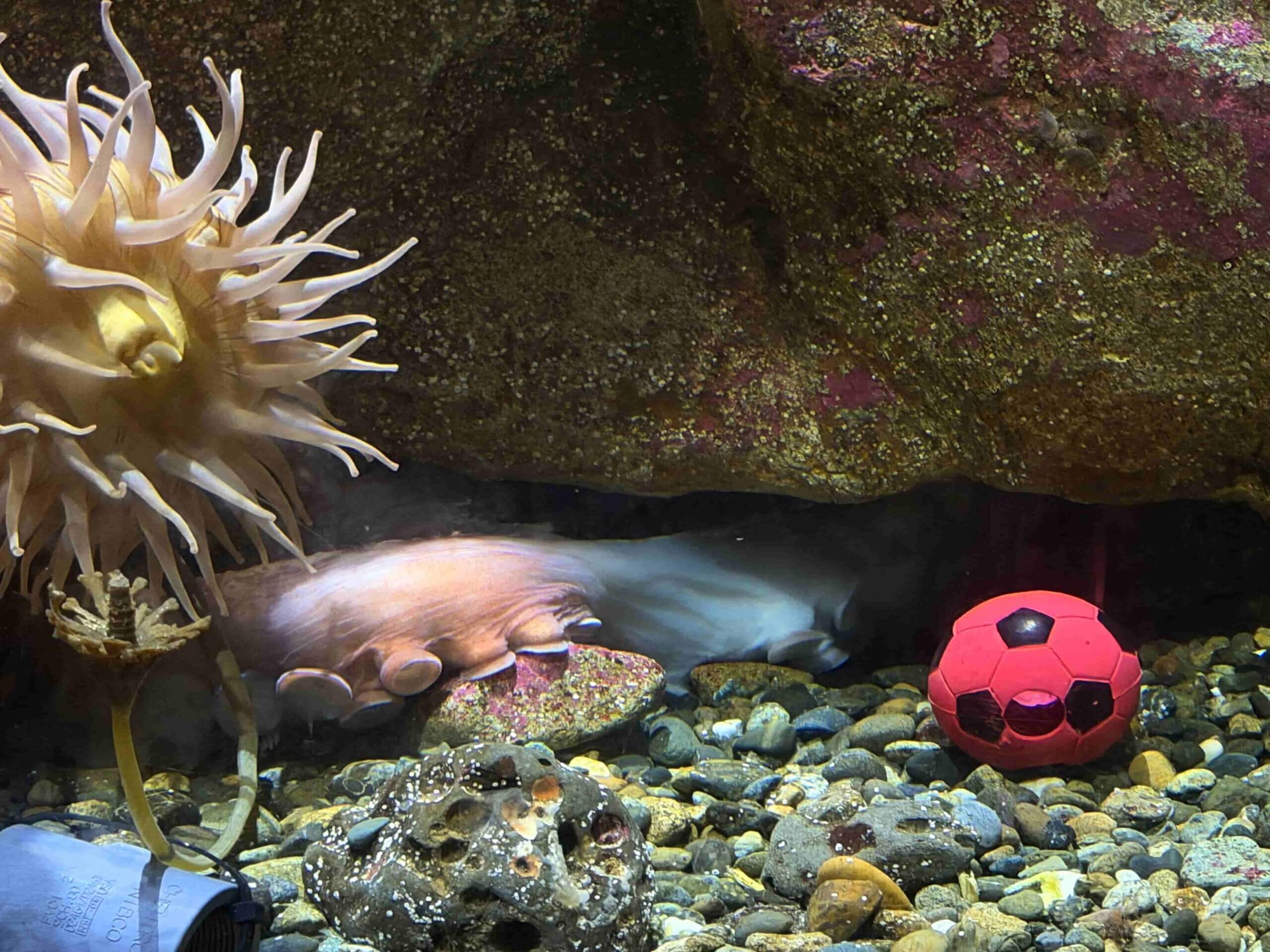 西雅圖水族館中的巨型章魚魚缸
