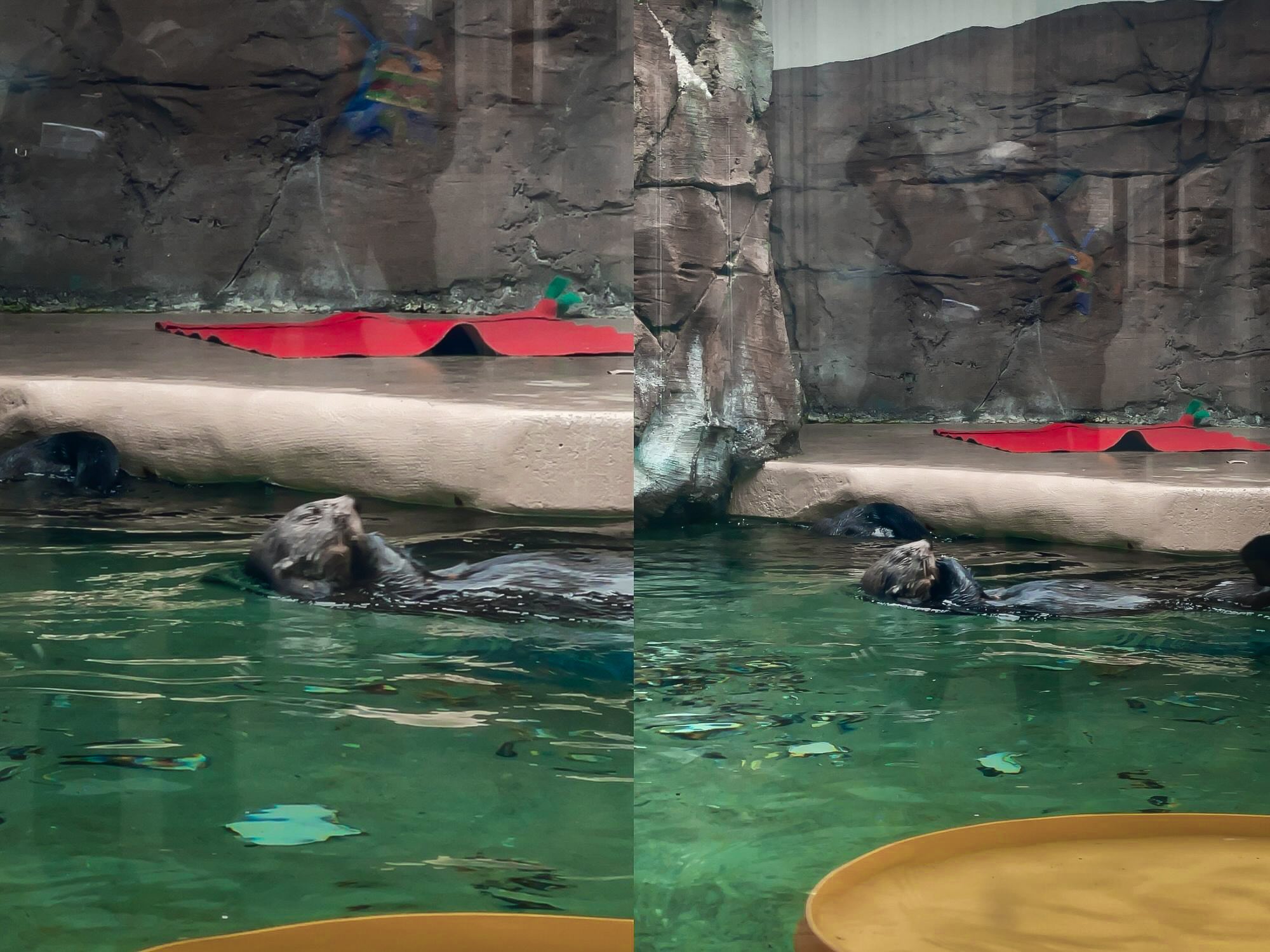 西雅圖水族館水獺游泳中